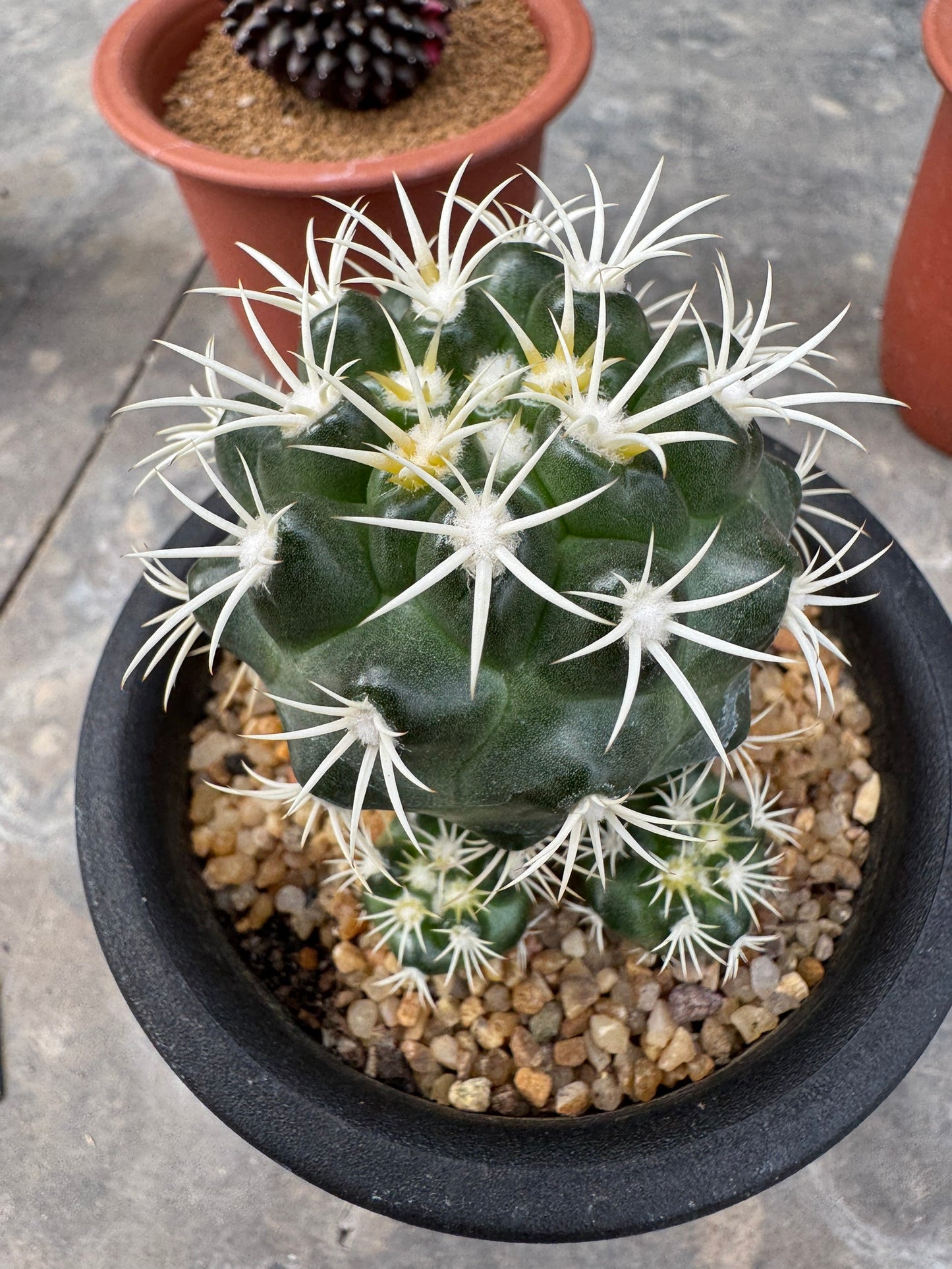 Discocactus zehntneri ssp. alagoinhensis (Rooted Cutting) – Size 6-7 cm