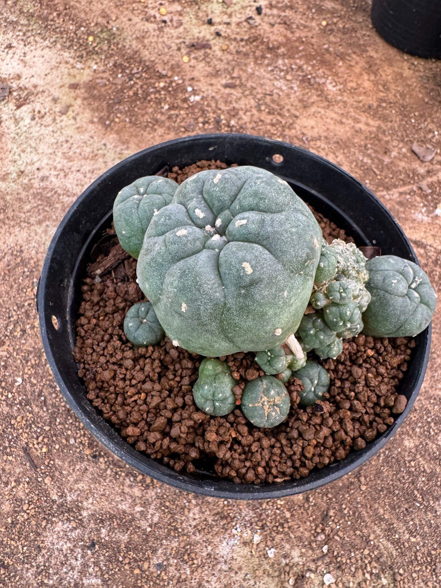 Lophophora williamsii – Peyote Cactus (6–7 cm, Own Root)