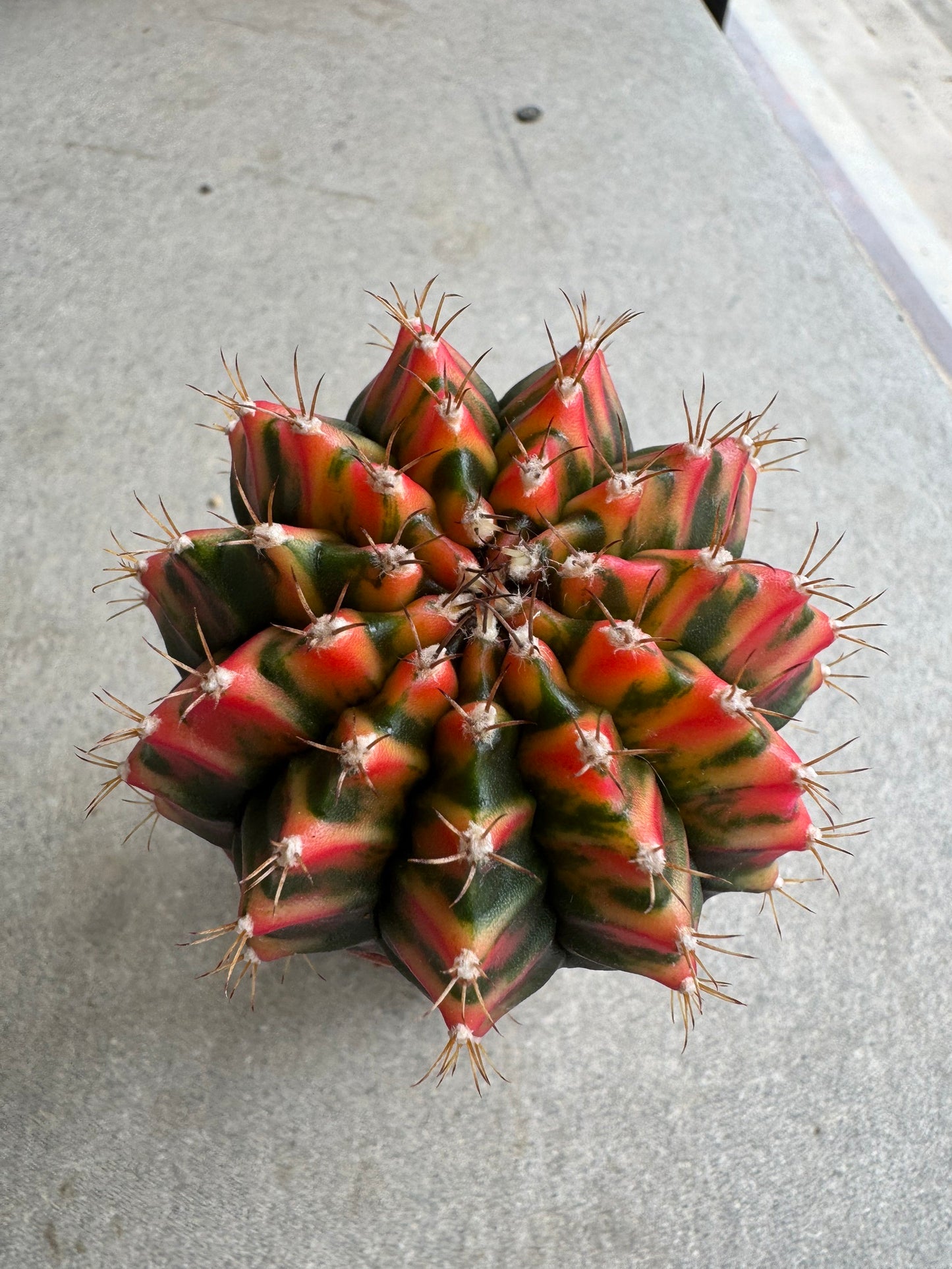 Gymnocalycium mihanovichii 'Christmas Light' Variegated (Rooted Offshoot)