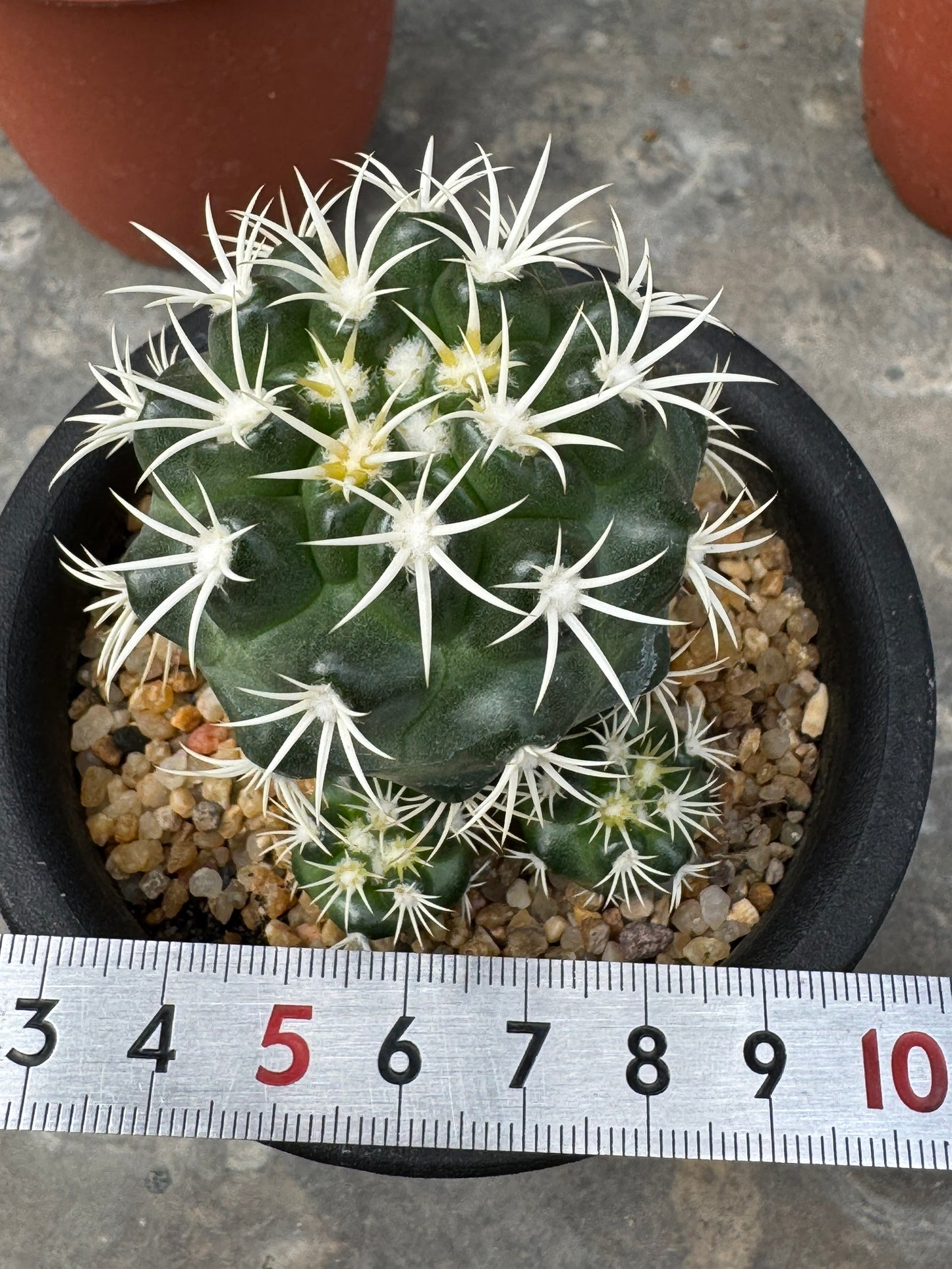 Discocactus zehntneri ssp. alagoinhensis (Rooted Cutting) – Size 6-7 cm