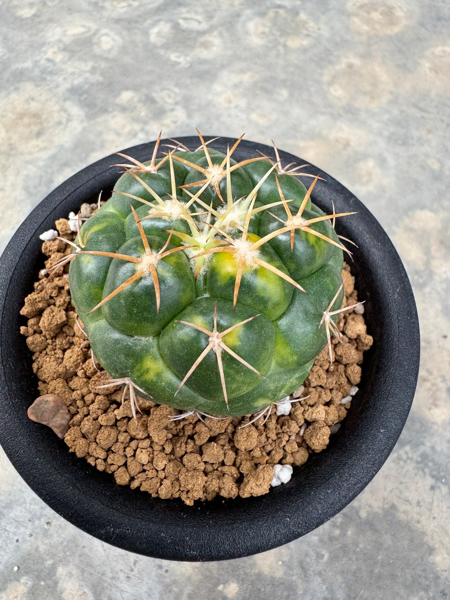 Coryphantha elephantidens | Well-Rooted Cactus Cutting (Large Tubercle Form)