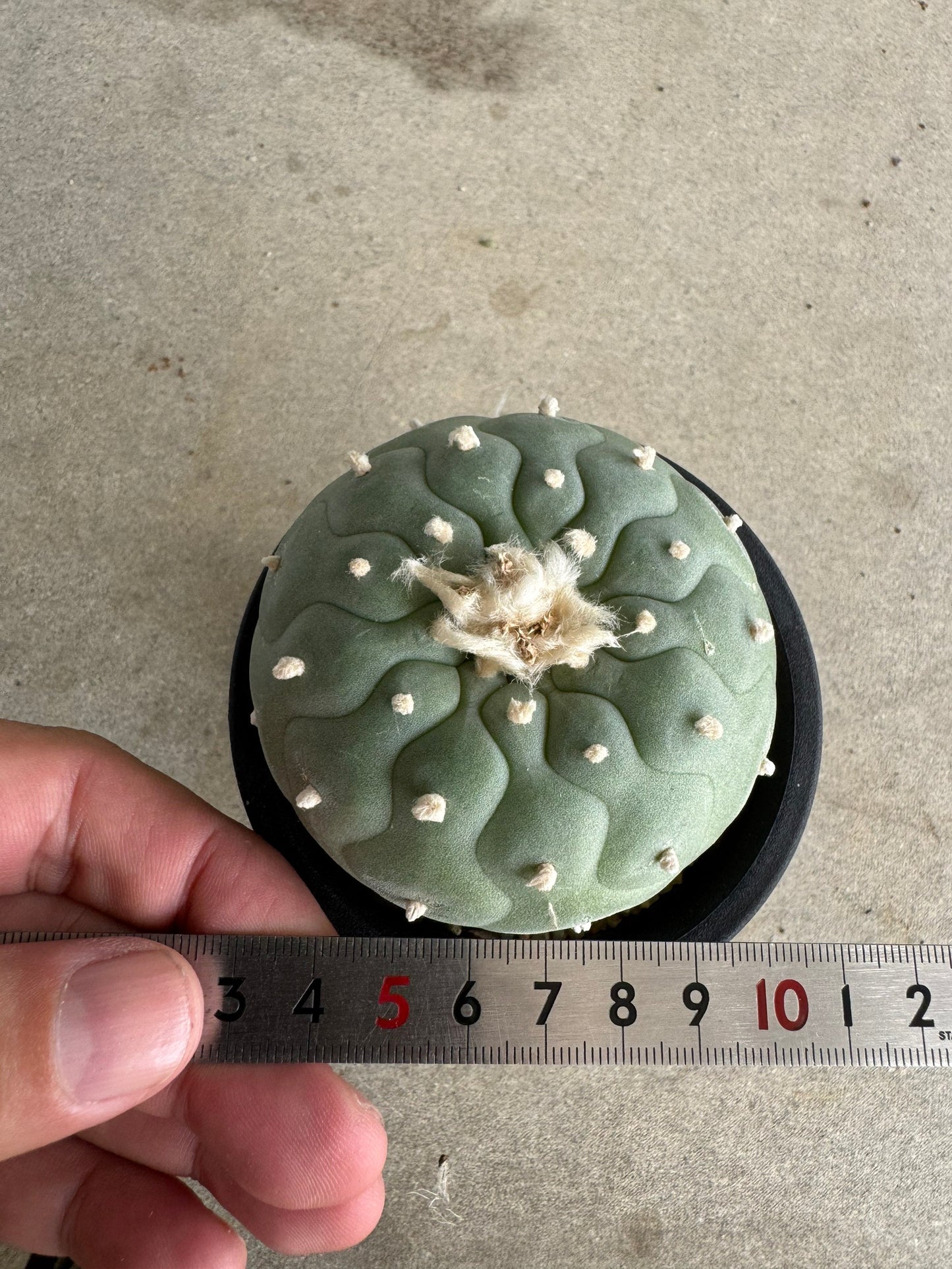 Lophophora fricii 'Multi-Ribs Clone' (Rooted Offshoot) – Premium Form