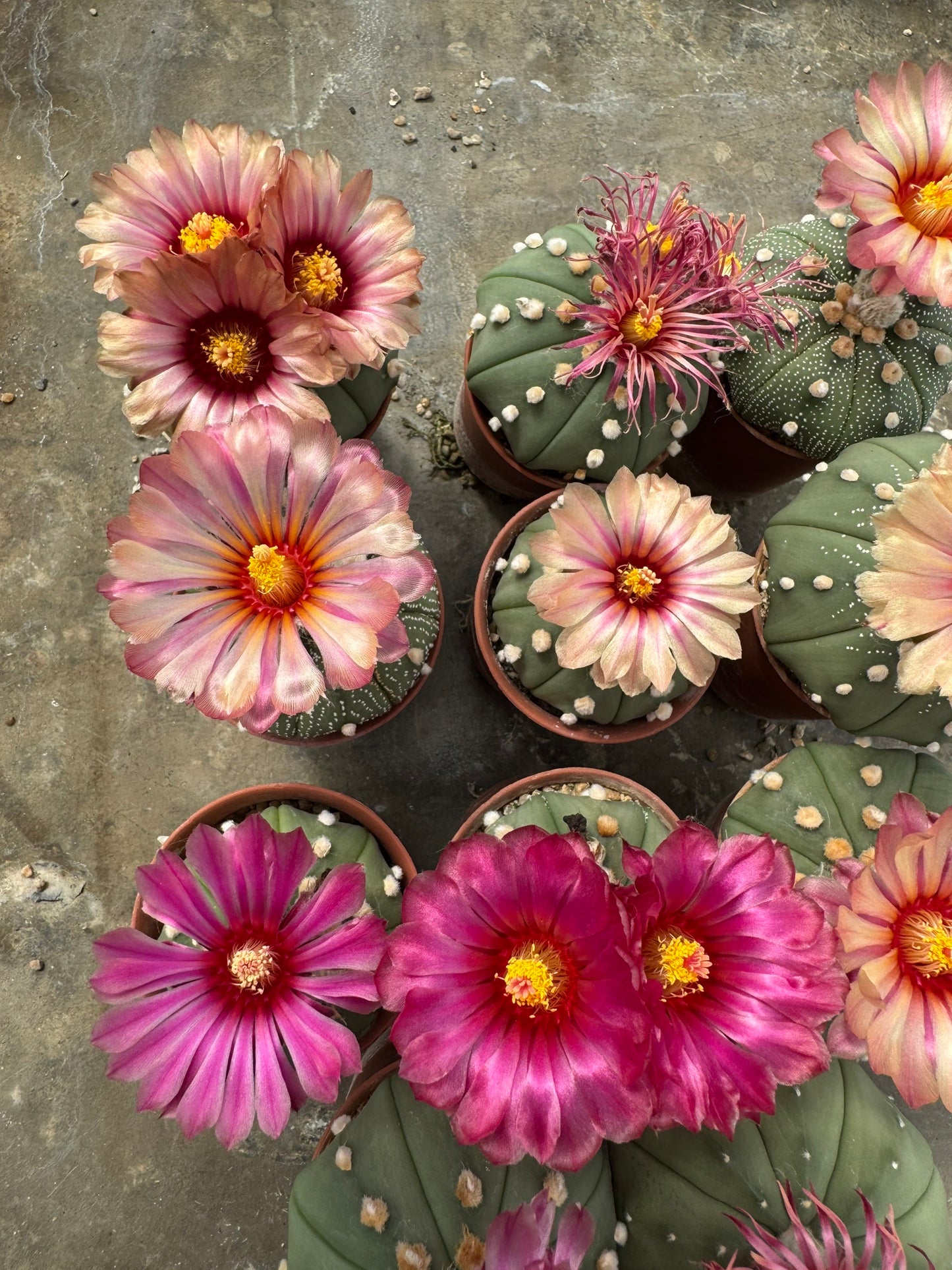 Rare Astrophytum Asterias Star Cactus | Multi-Color Bloom Set (11 Plants in 2-Inch Pots)