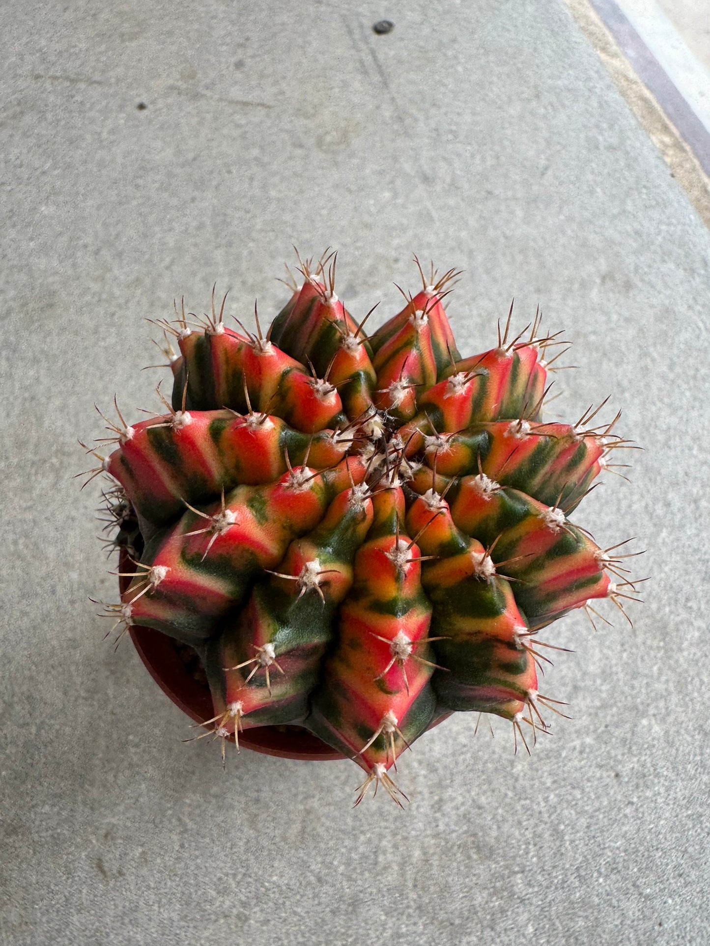 Gymnocalycium mihanovichii 'Christmas Light' Variegated (Rooted Offshoot)