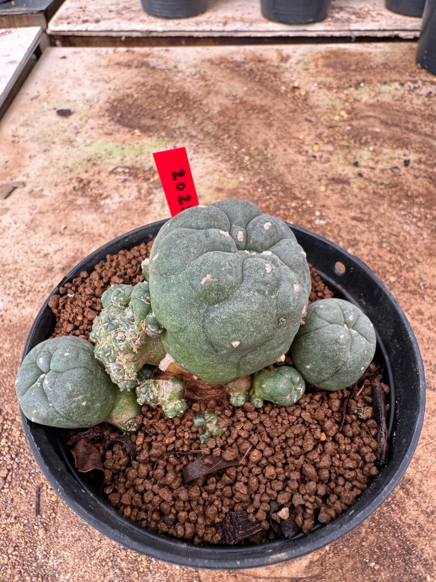 Lophophora williamsii – Peyote Cactus (6–7 cm, Own Root)
