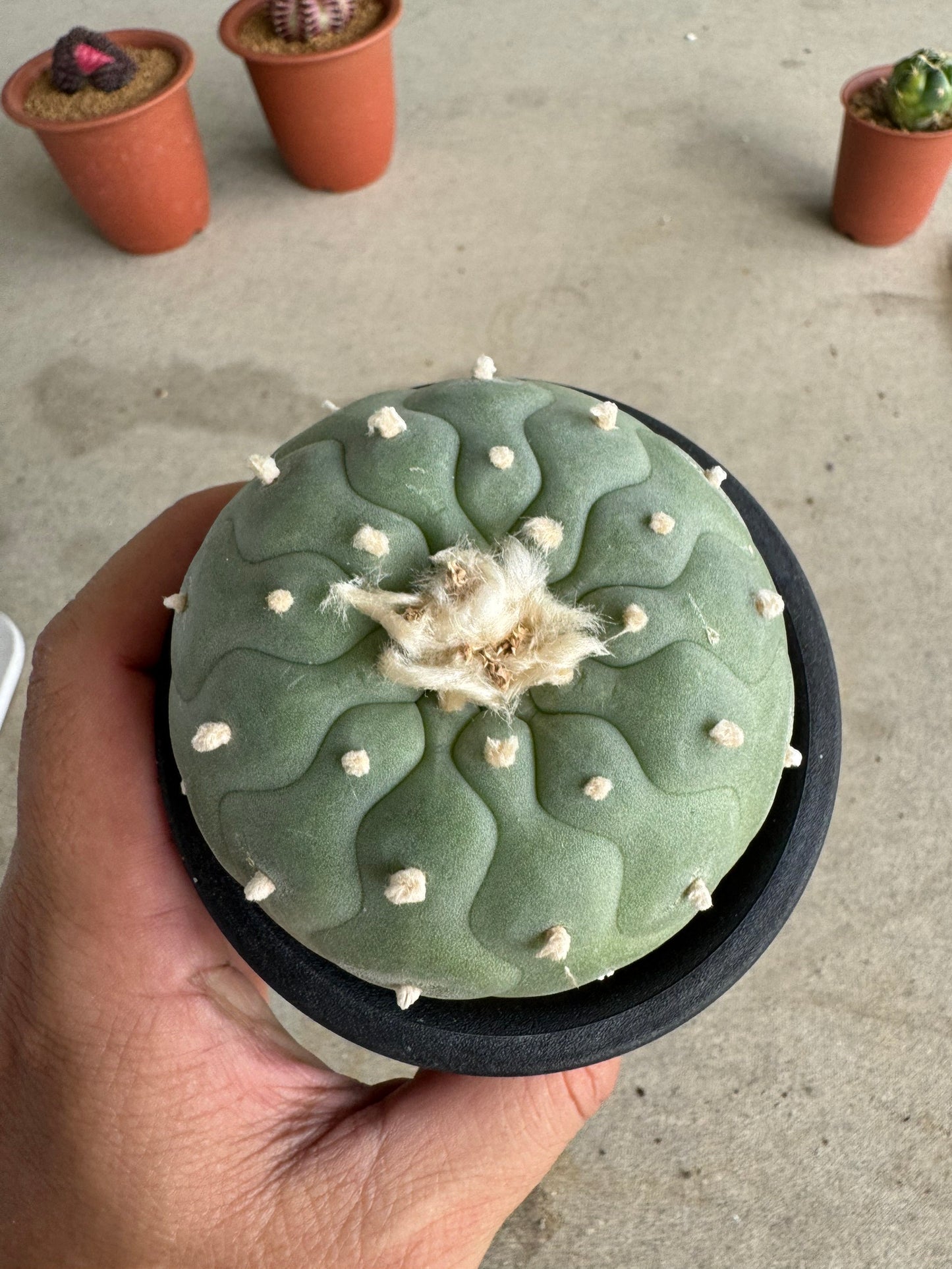 Lophophora fricii 'Multi-Ribs Clone' (Rooted Offshoot) – Premium Form
