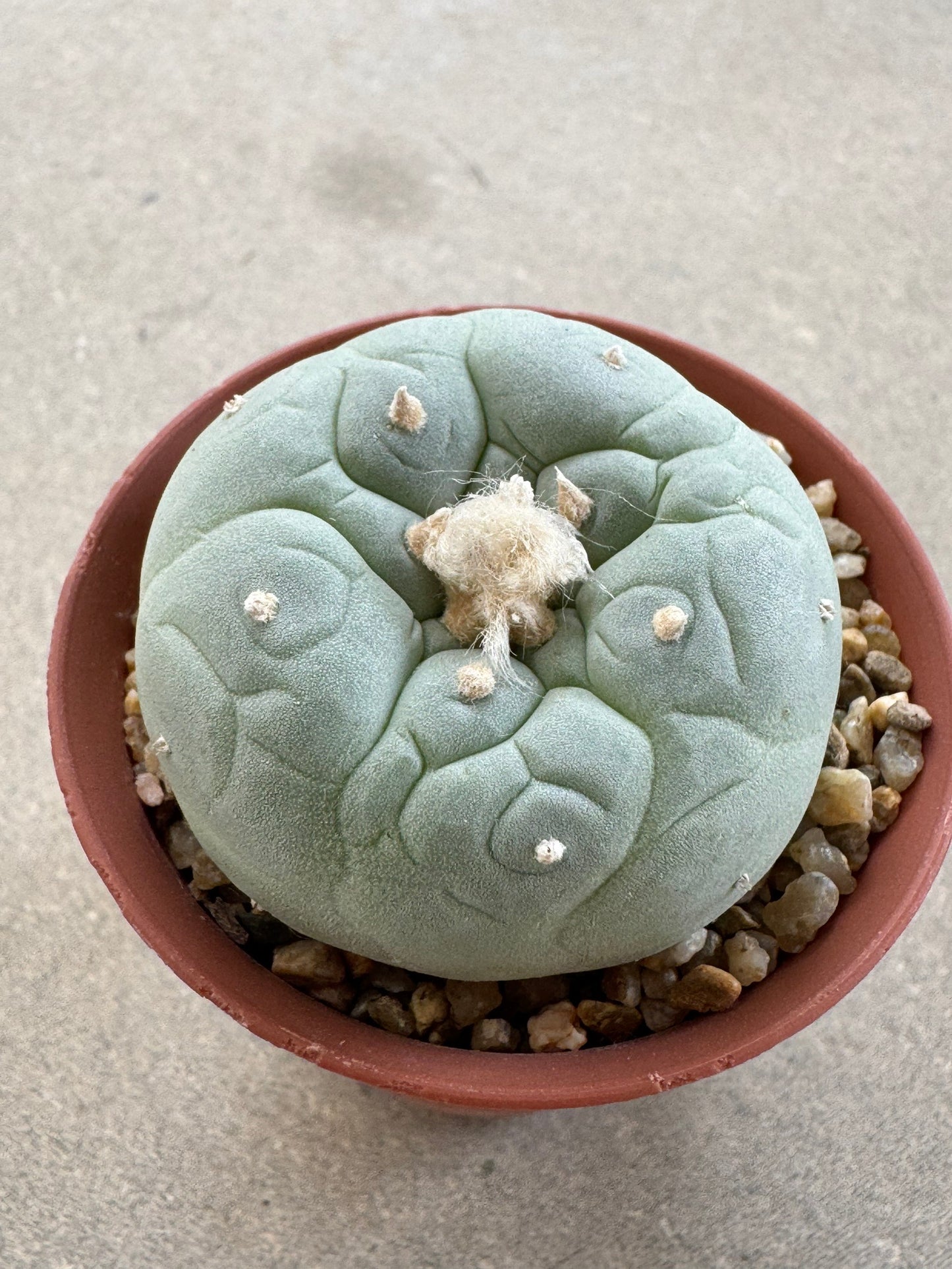 Lophophora fricii seedling