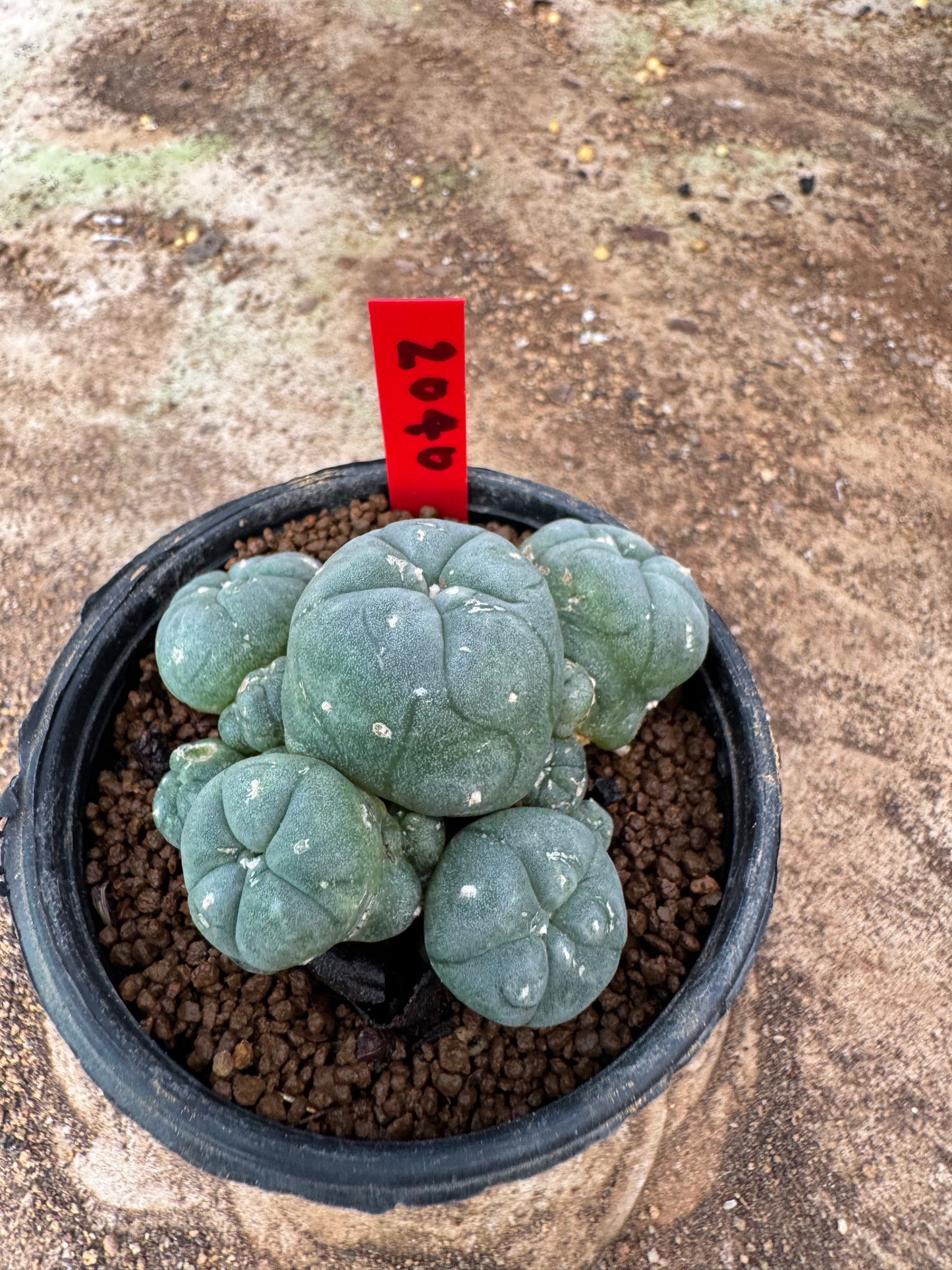 Lophophora williamsii – Peyote Cactus (4-6 cm, Own Root)