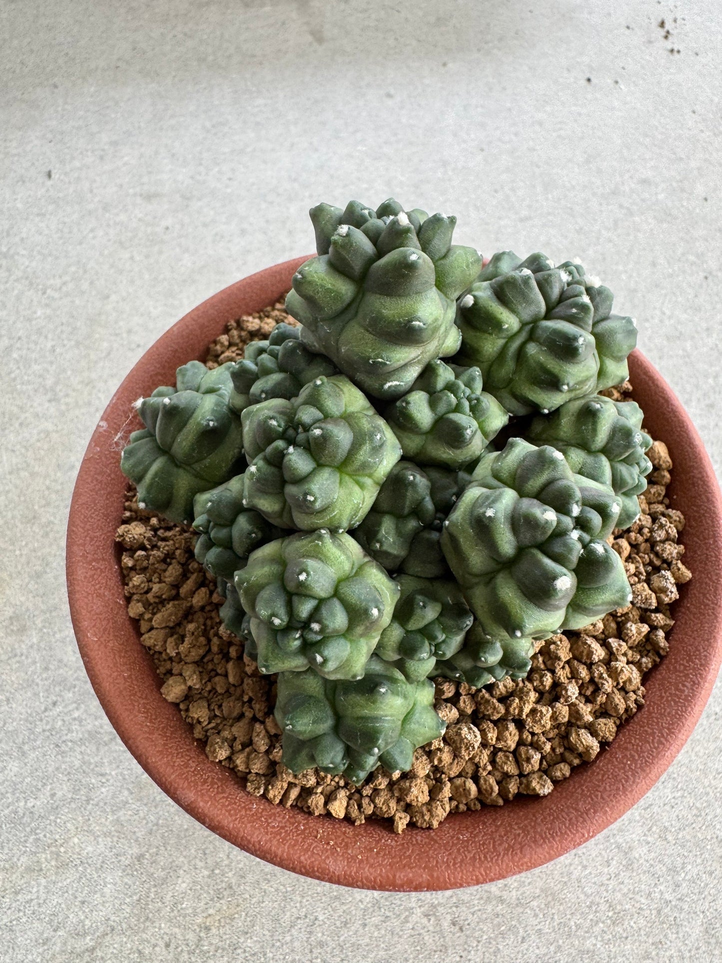 Gymnocalycium mihanovichii f. monstrose | Spineless & Seed-Grown Cactus (7-10cm)