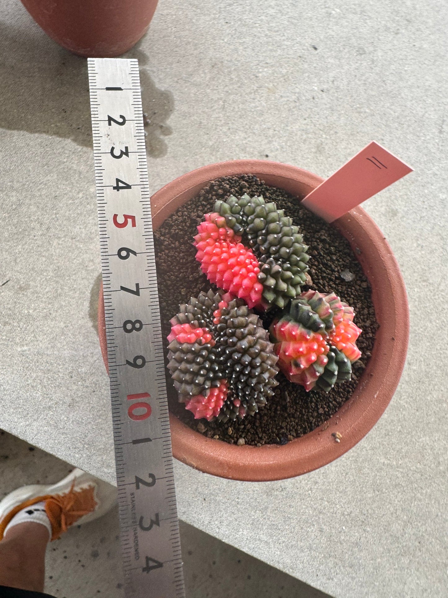 Gymnocalycium Cristata Variegated | Spineless & Seed-Grown Premium Cactus (Copy)