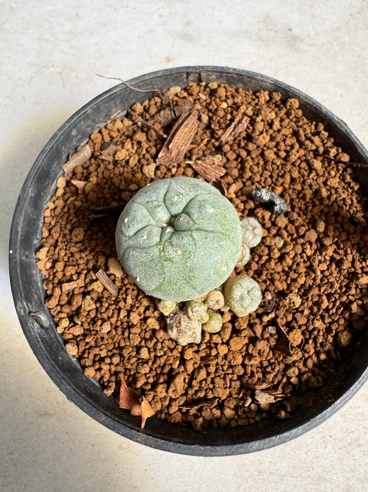 Lophophora williamsii – Peyote Cactus (6–7 cm, Own Root)