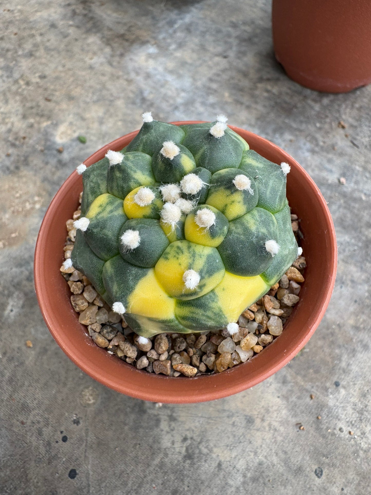 Rare Astrophytum asterias nudum 'Kikko' (Seed-Grown) – Premium Collector's Cactus