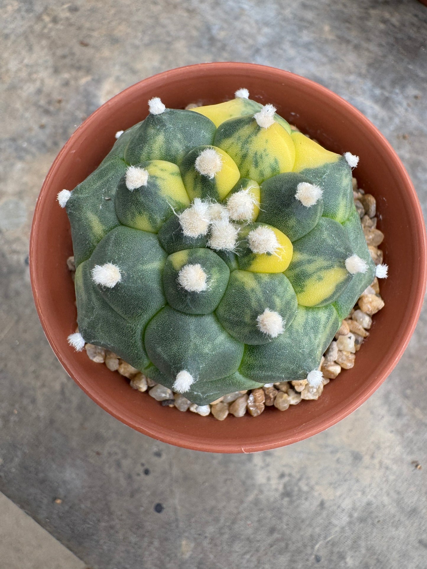 Rare Astrophytum asterias nudum 'Kikko' (Seed-Grown) – Premium Collector's Cactus