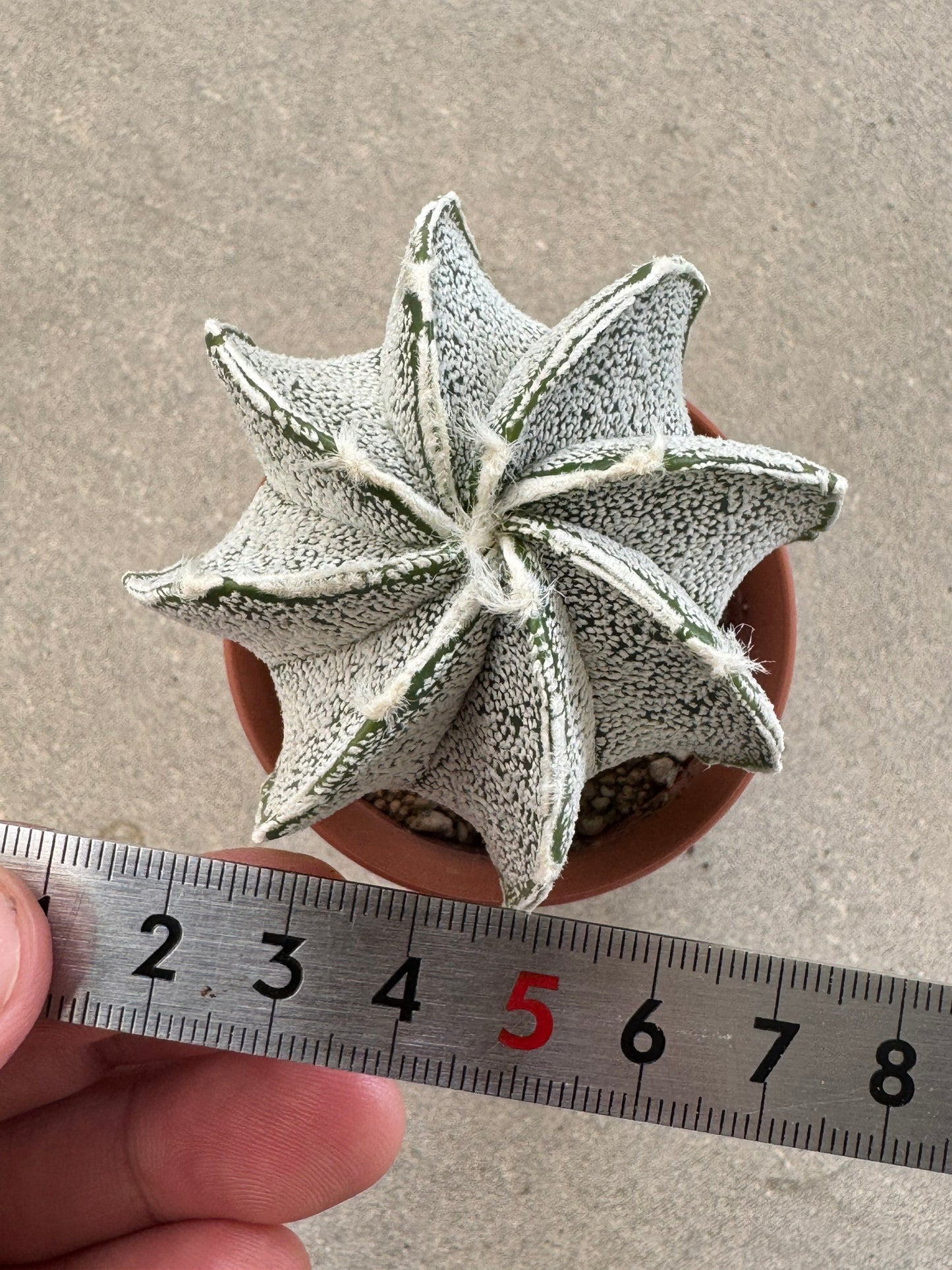 Astrophytum ornatum x coahuilense | Premium Collector's Hybrid