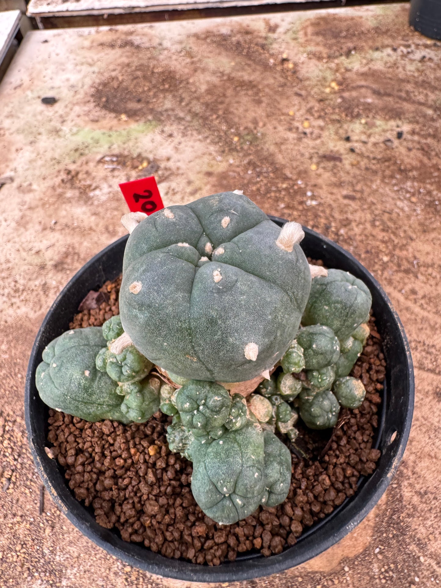Lophophora williamsii – Peyote Cactus (6–7 cm, Own Root)