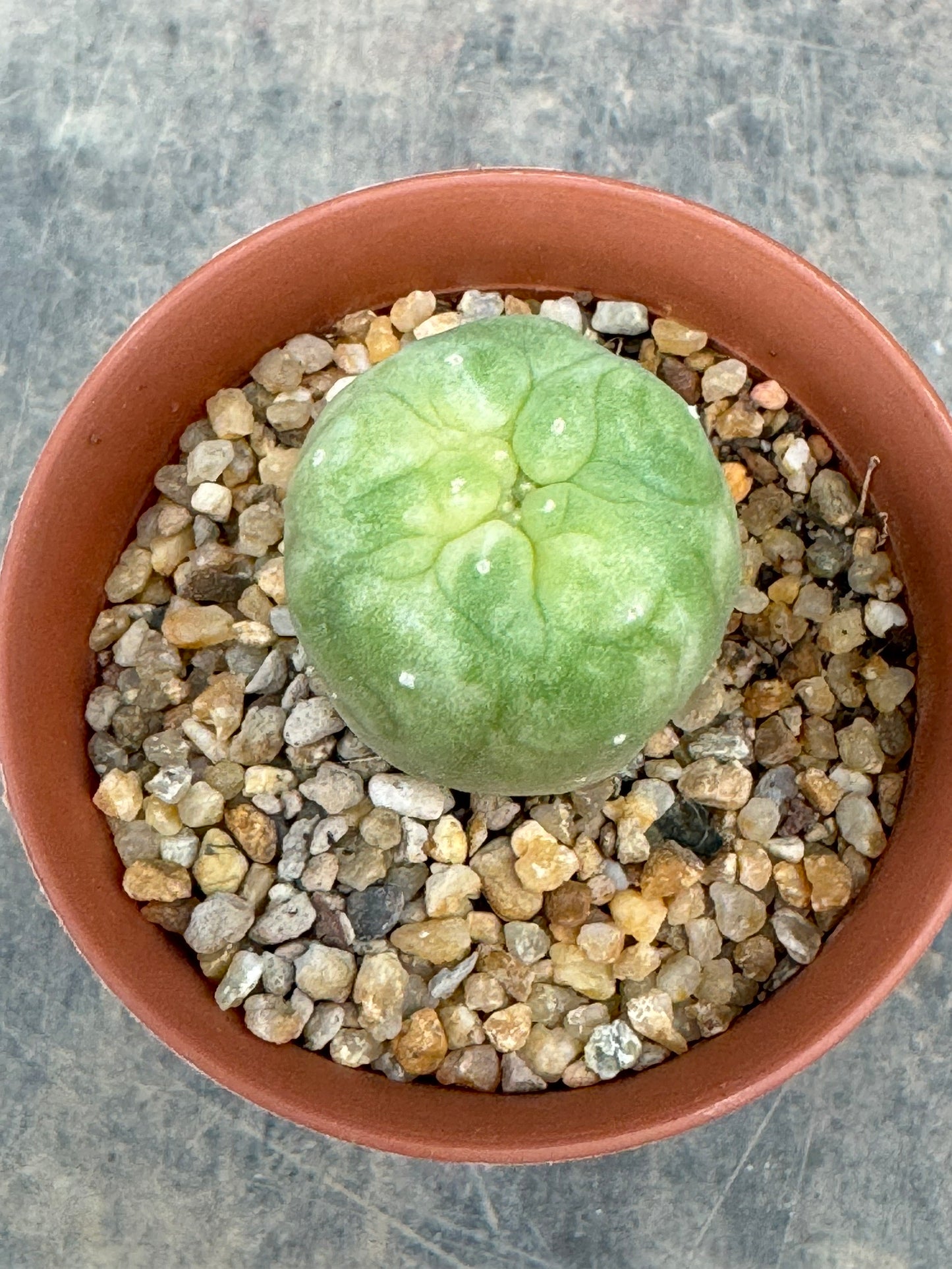 Lophophora williamsii variegate – Peyote Cactus (Seed Grown, 2-3 cm, Own Root) 7 years old