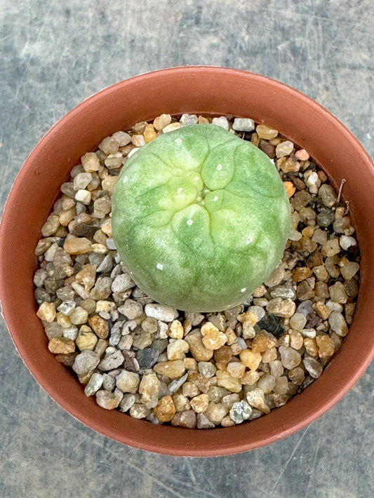 Lophophora williamsii variegate – Peyote Cactus (Seed Grown, 2-3 cm, Own Root) 7 years old