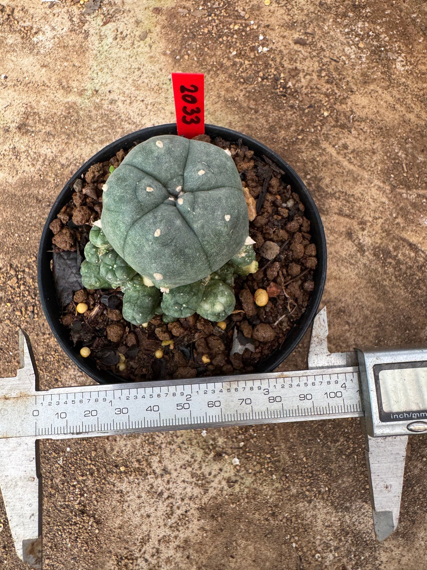 Lophophora williamsii – Peyote Cactus (4-6 cm, Own Root)