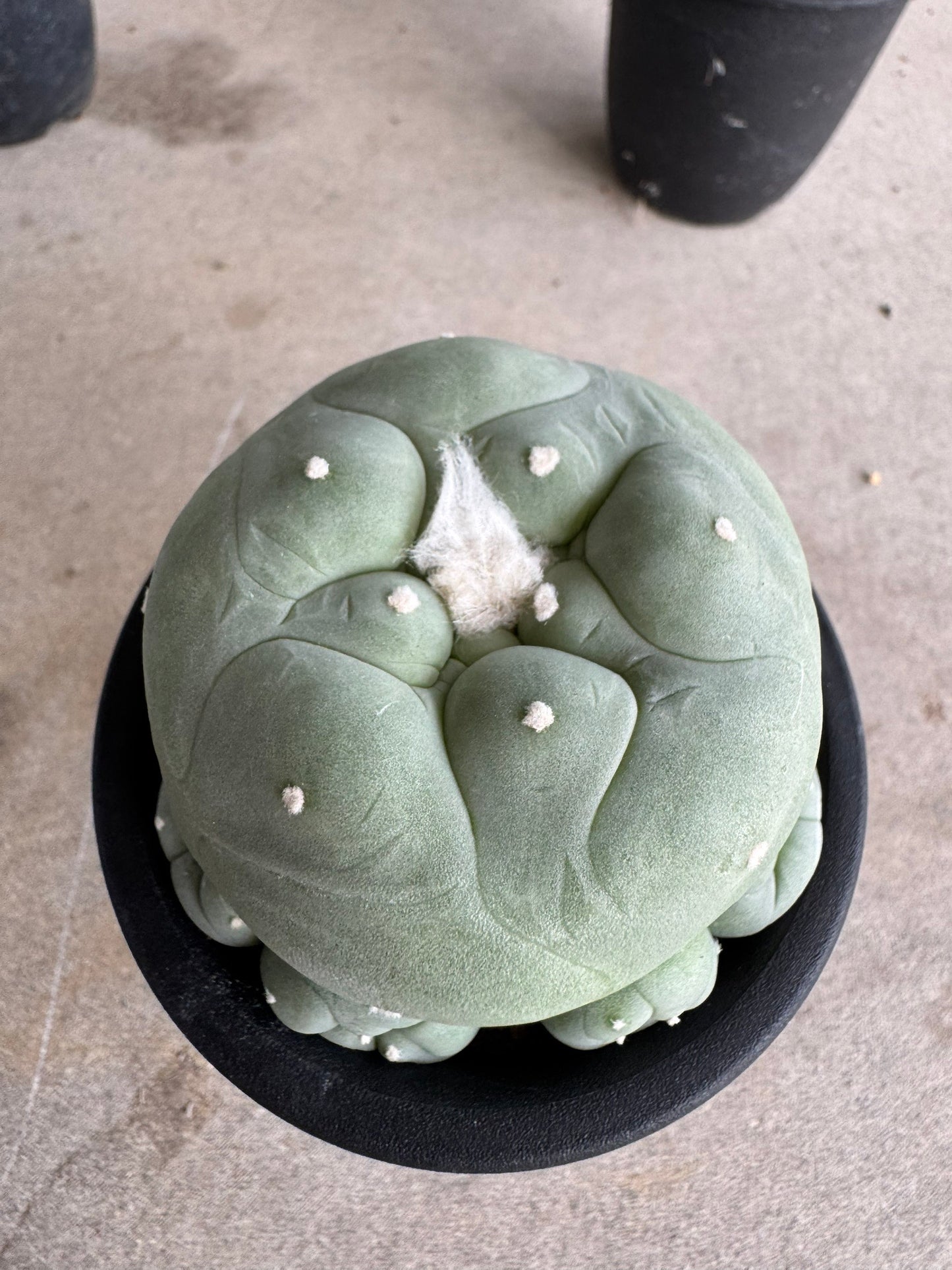 Rare Seed-Grown Lophophora diffusa | Premium Established Seedling (Own Roots) (Copy)