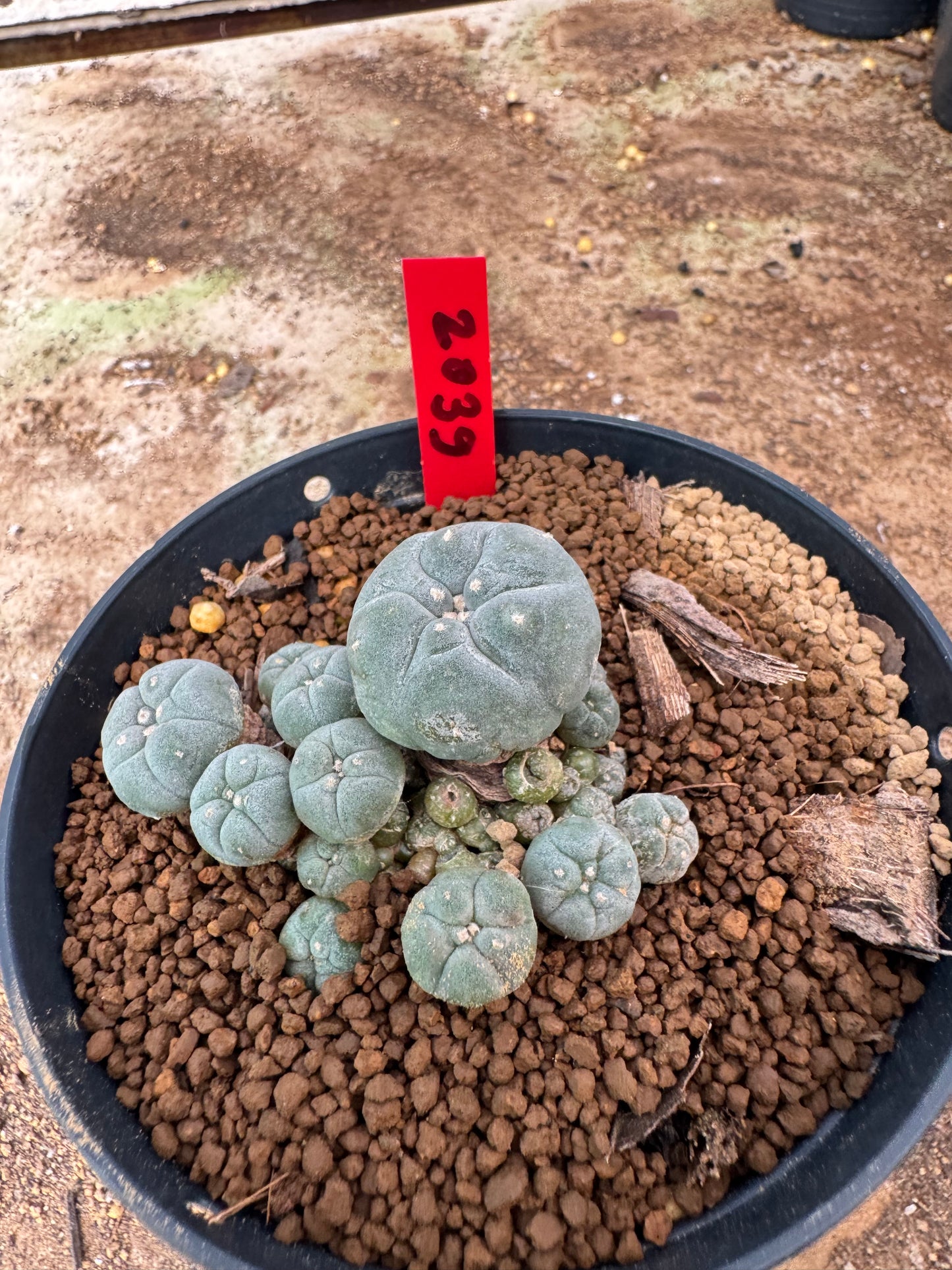 Lophophora williamsii – Peyote Cactus (4-6 cm, Own Root)