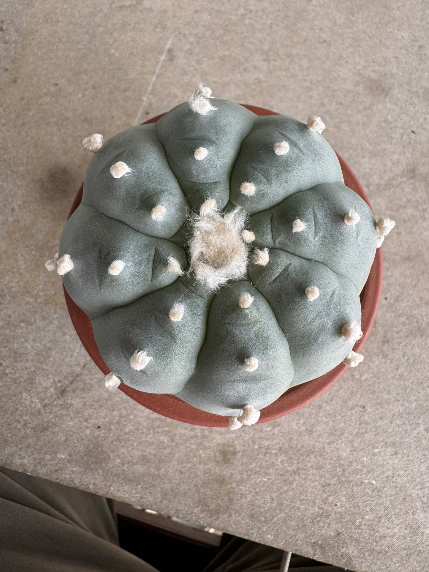 Lophophora williamsii v. texana (Seed-Grown) – Authentic Star Cactus