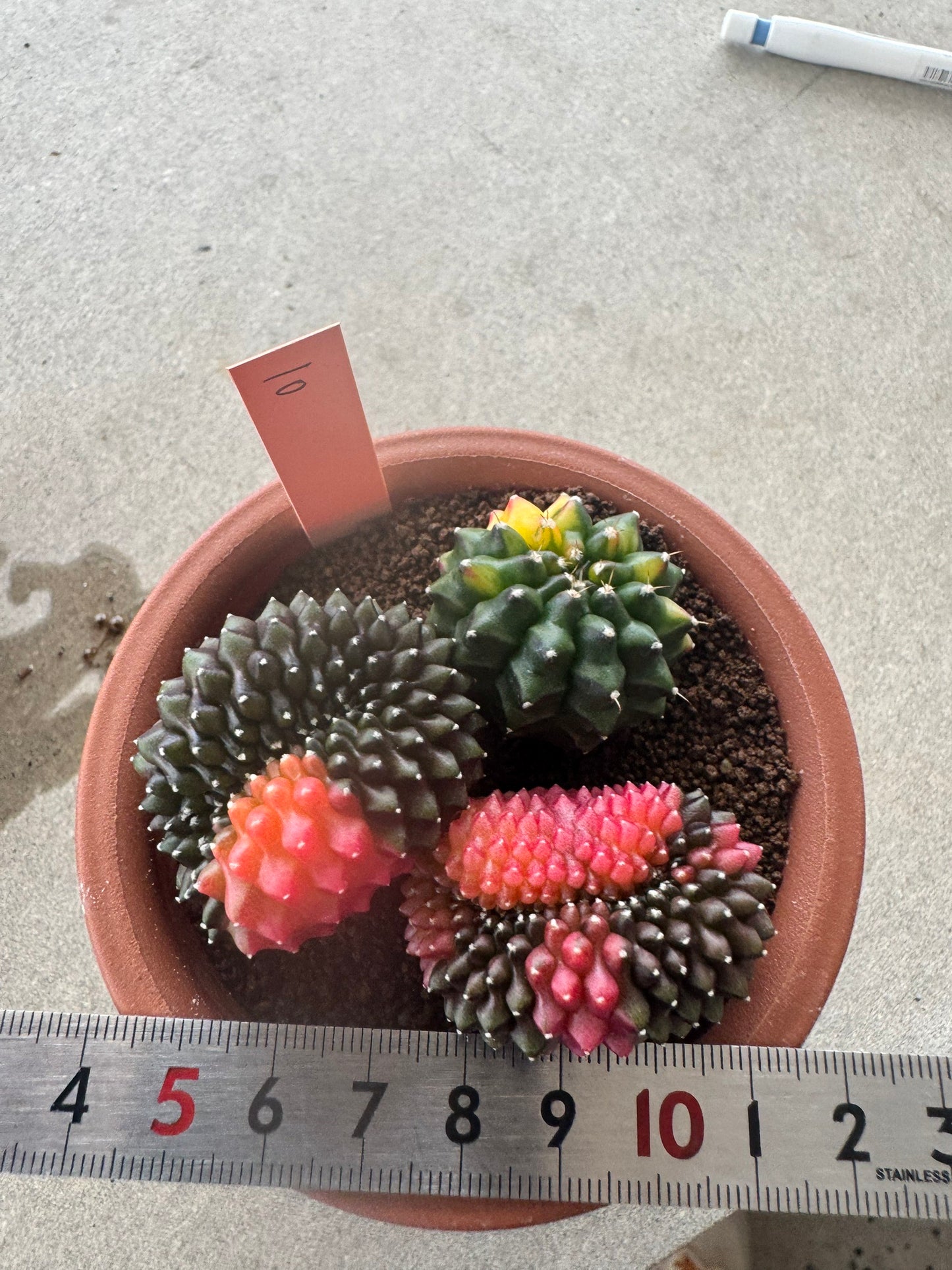 Gymnocalycium Cristata Variegated | Spineless & Seed-Grown Premium Cactus (Copy)