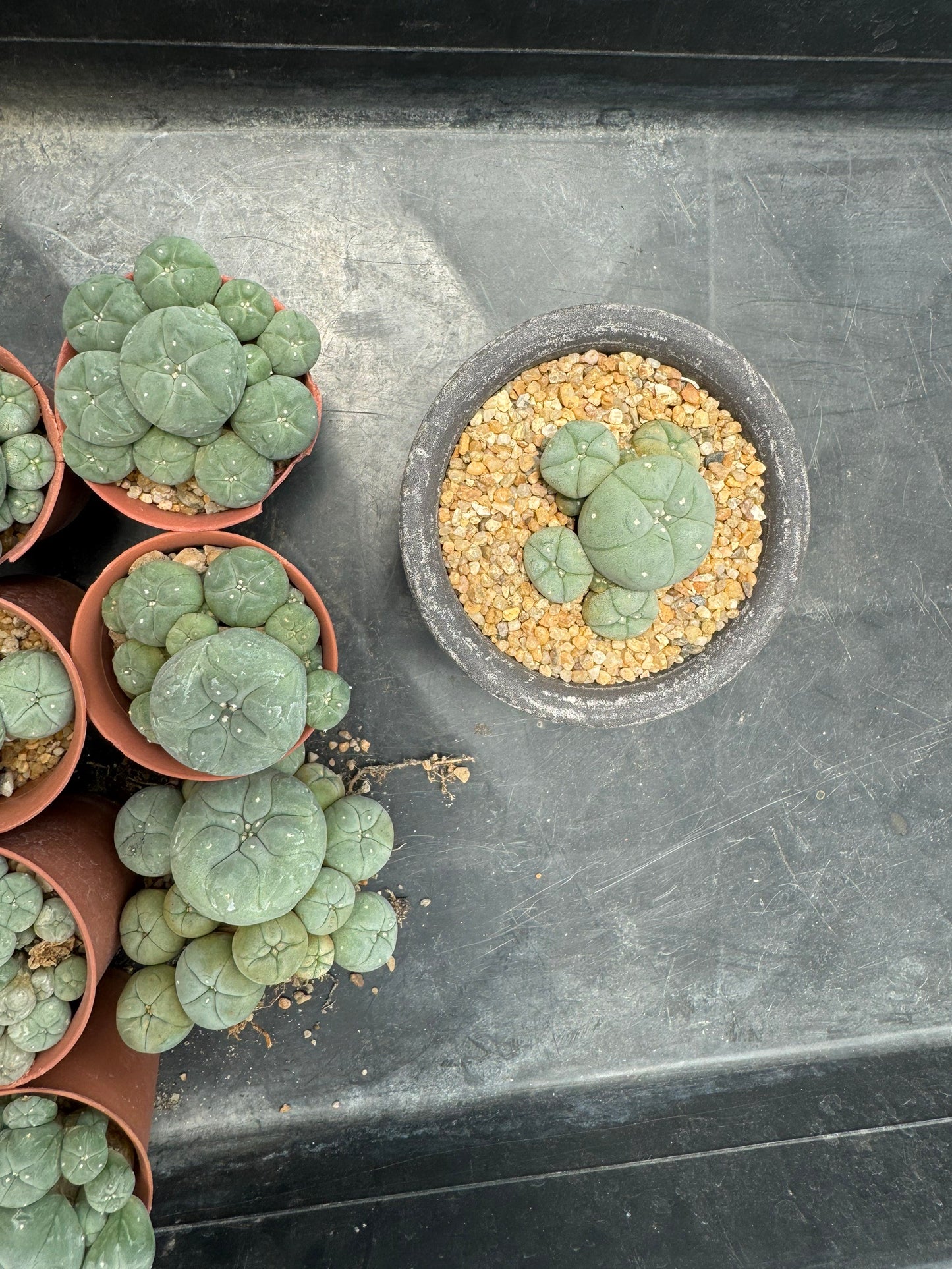 8 plant Aesthetic Lophophora williamsii f. caespitosa (Seed-Grown) – Perfect Form