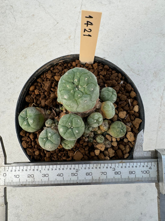 Lophophora williamsii – Peyote Cactus (6–7 cm, Own Root)