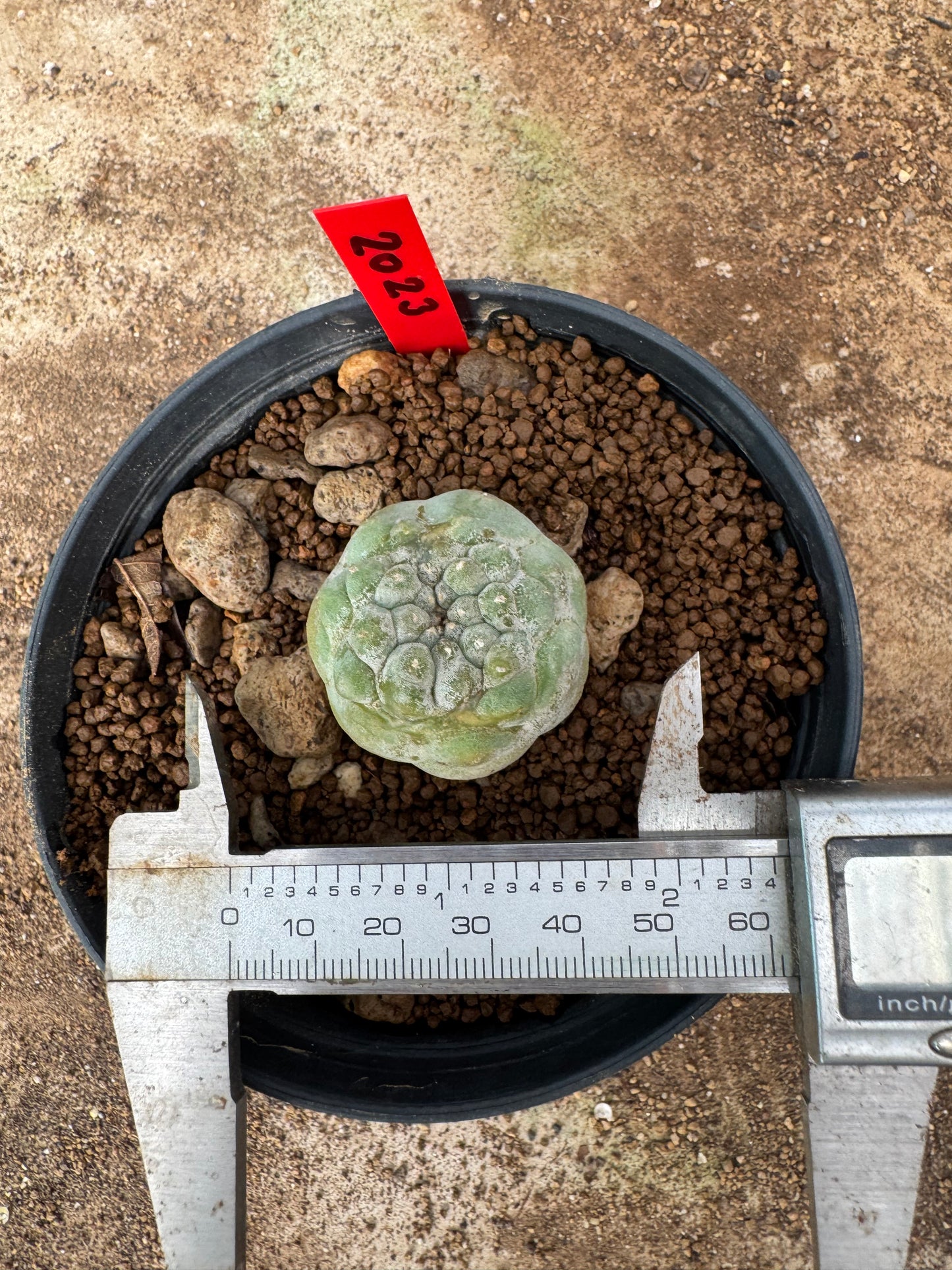 Lophophora williamsii – Peyote Cactus (6–7 cm, Own Root)
