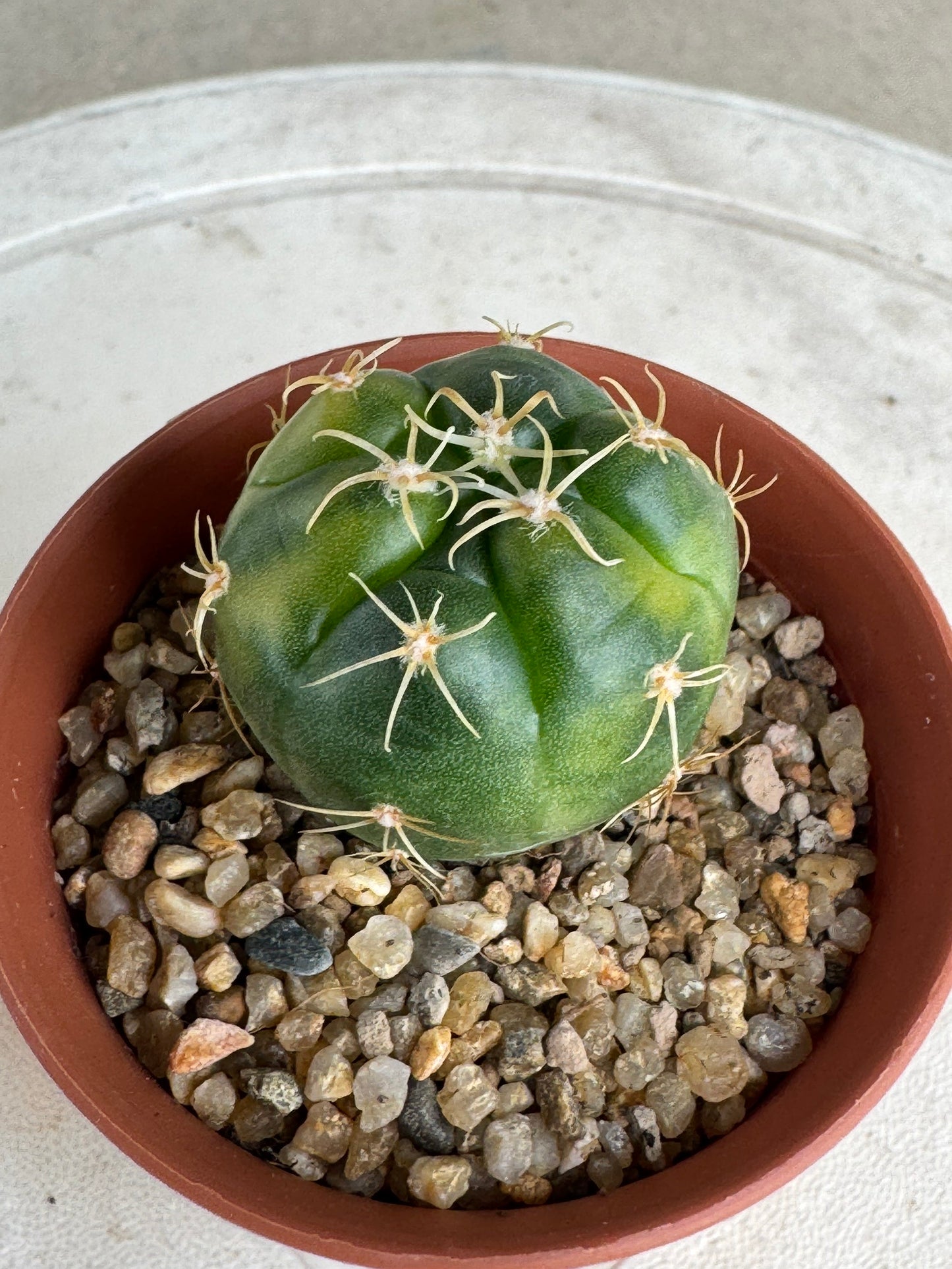 Gymnocalycium 'Kaiomaru' Variegated | Premium Seed-Grown Spider Spine Cactus