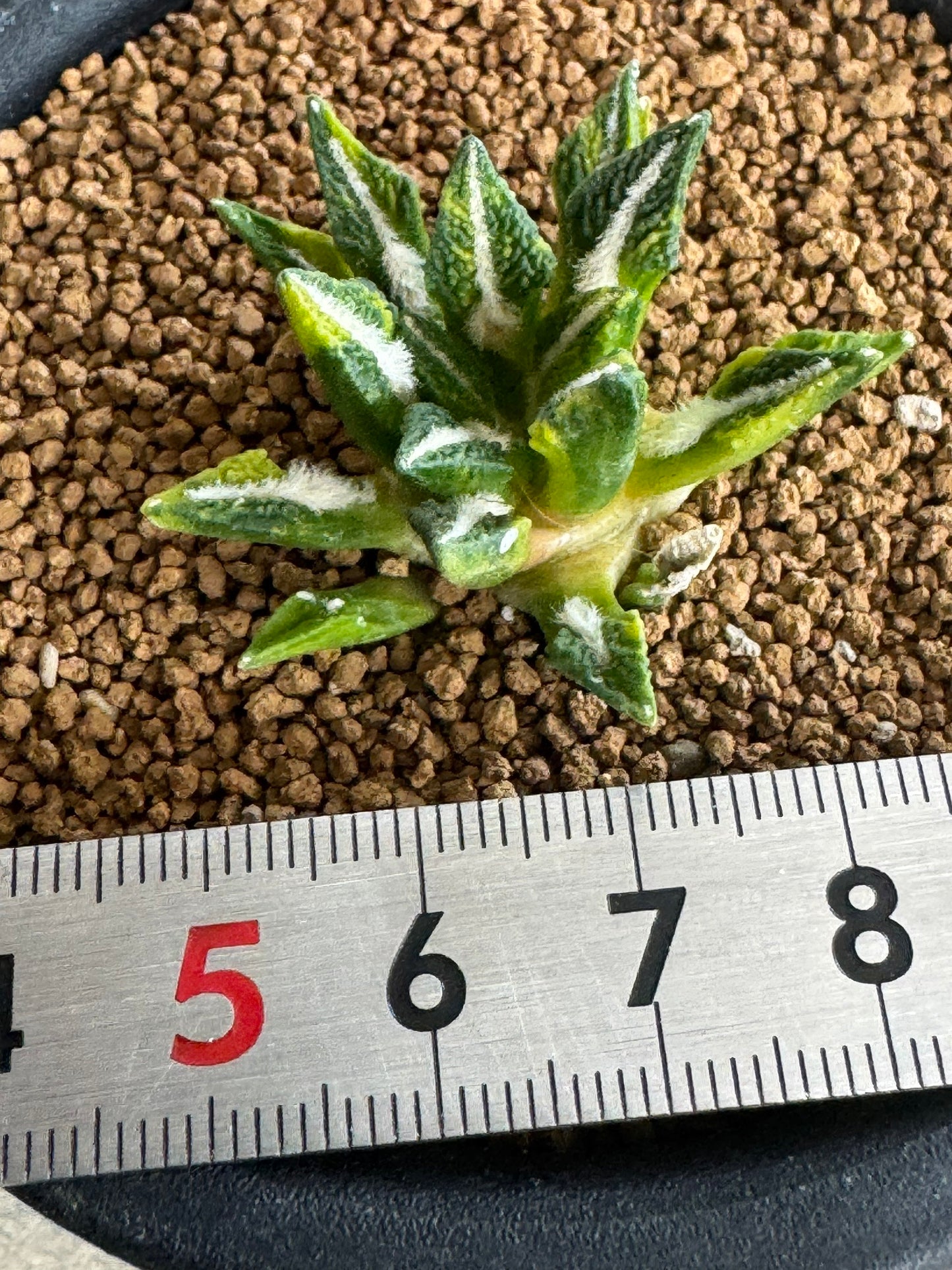 Ariocarpus kotschoubeyanus Variegated | Exquisite Star-Shaped Living Rock