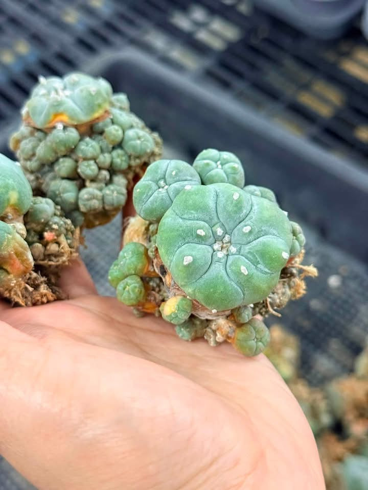 50 Lophophora williamsii (15 Variegated & 35 Normal) – Peyote Cactus (Seed Grown, 3-3.5 cm, Own Root) 12 years old