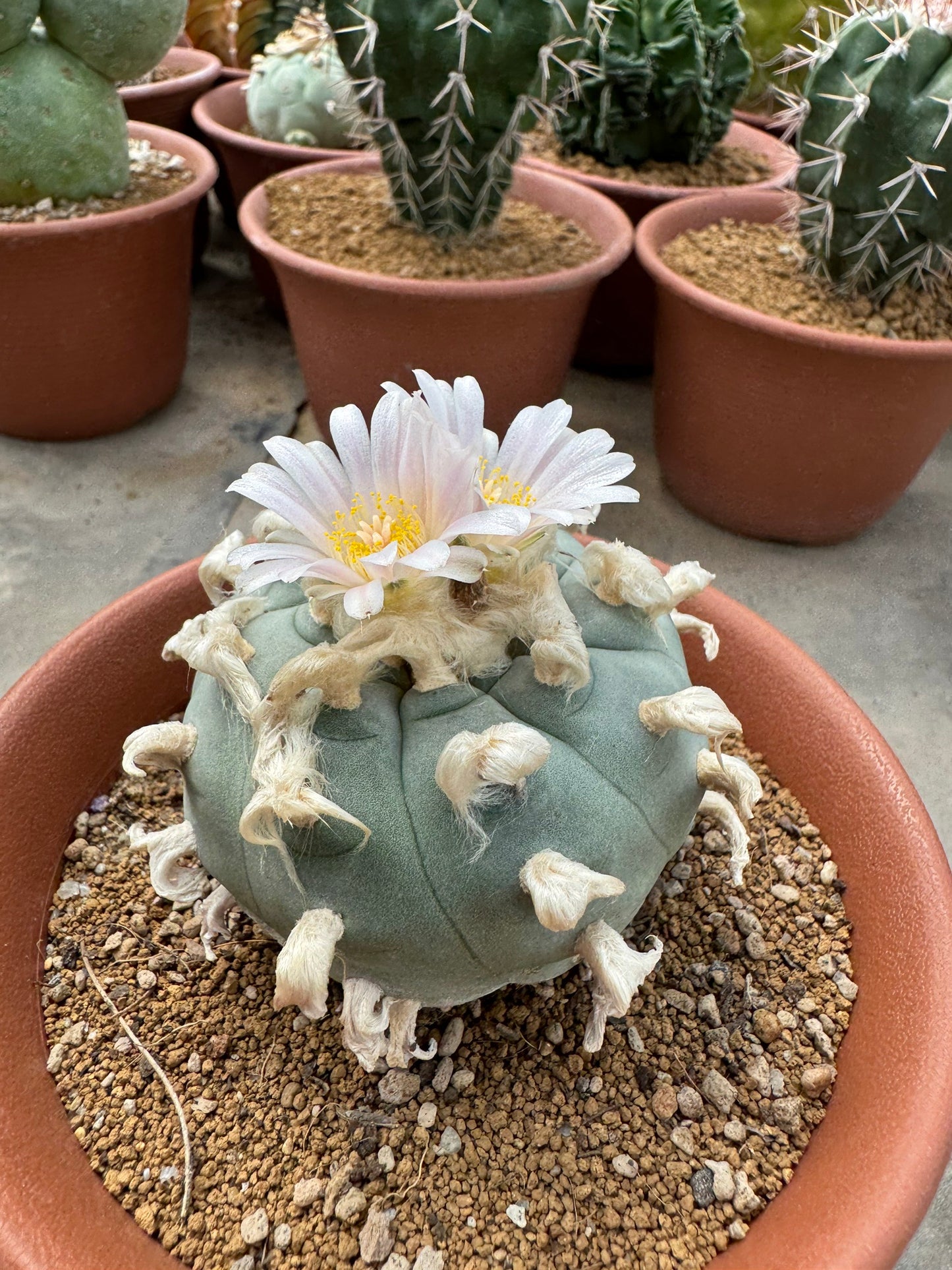 Rare Seed-Grown Lophophora williamsii | Premium Established Seedling (Own Roots)
