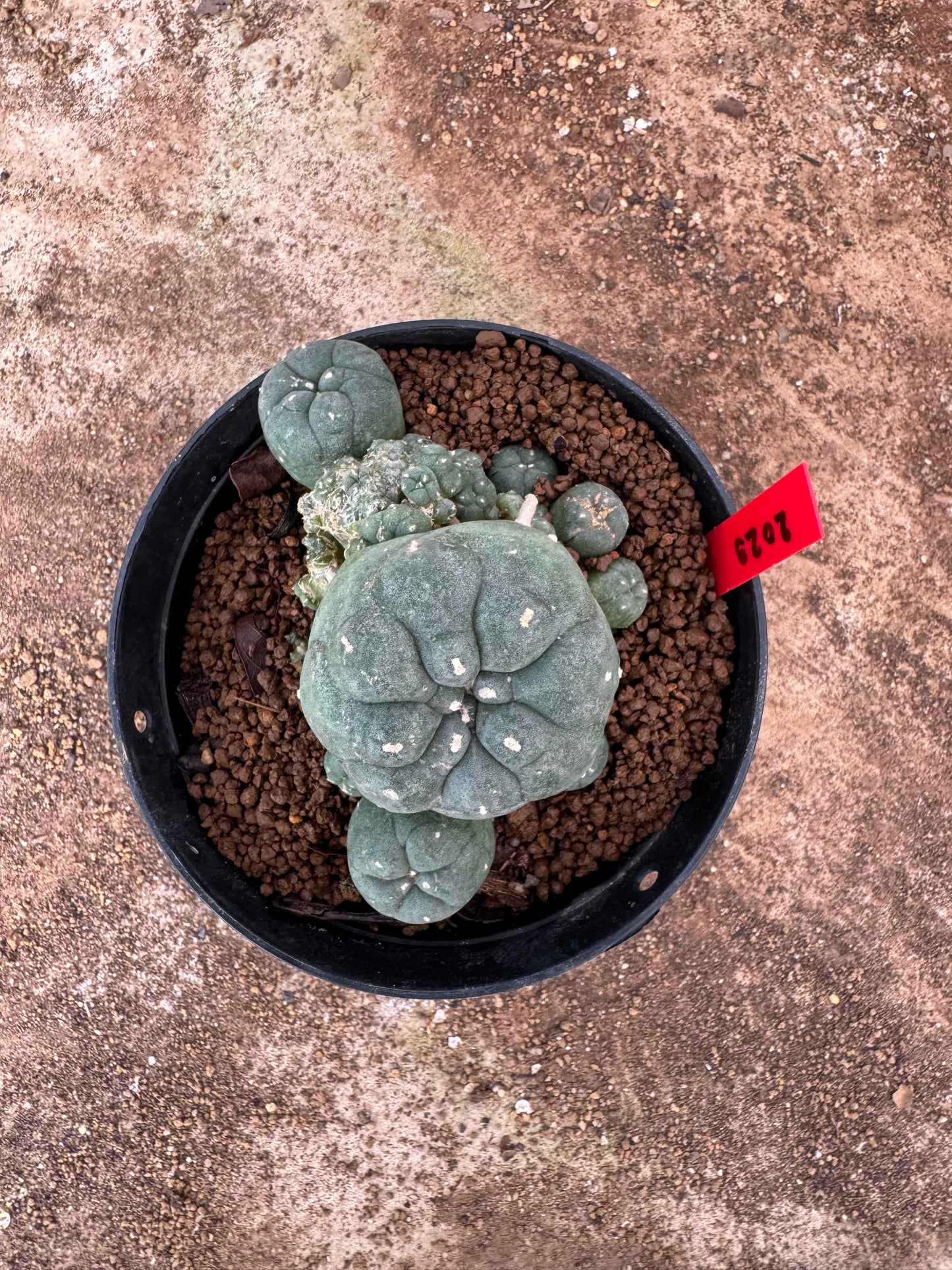 Lophophora williamsii – Peyote Cactus (6–7 cm, Own Root)