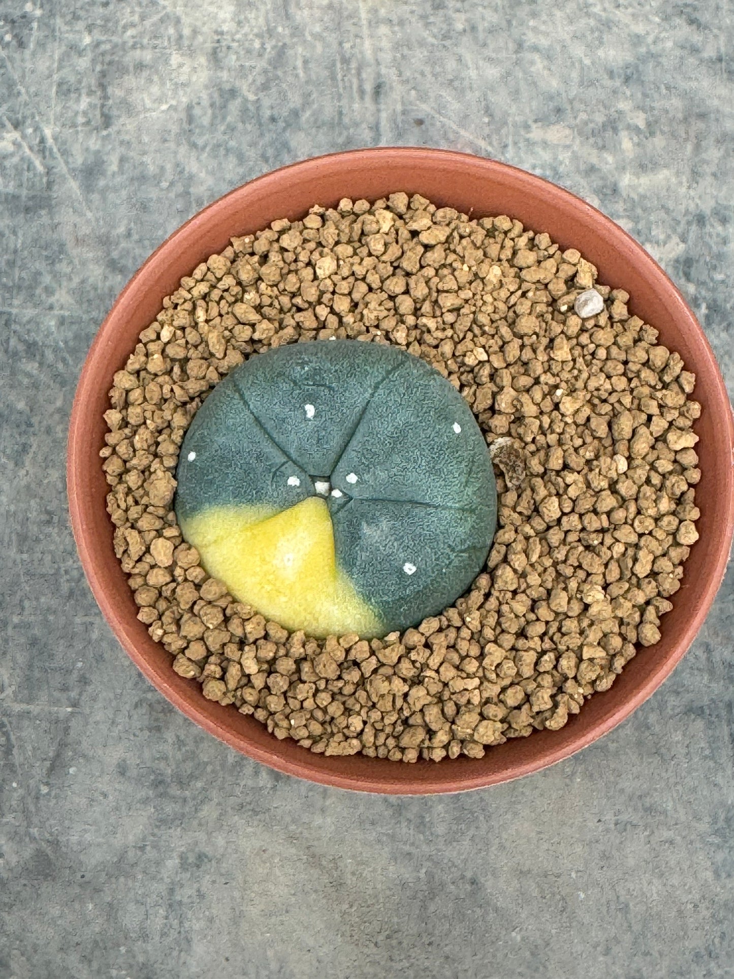 Lophophora williamsii variegate – Peyote Cactus (Seed Grown, 2-3 cm, Own Root) 10 years old
