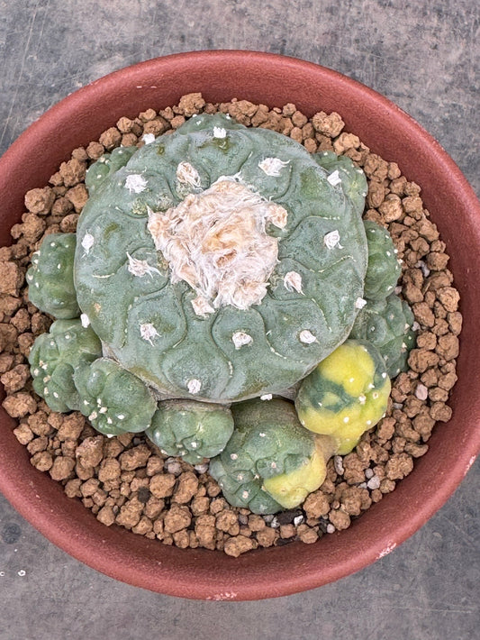 Lophophora fricii variegate – Peyote Cactus (Seed Grown, 2-3 cm, Own Root) 15 years old