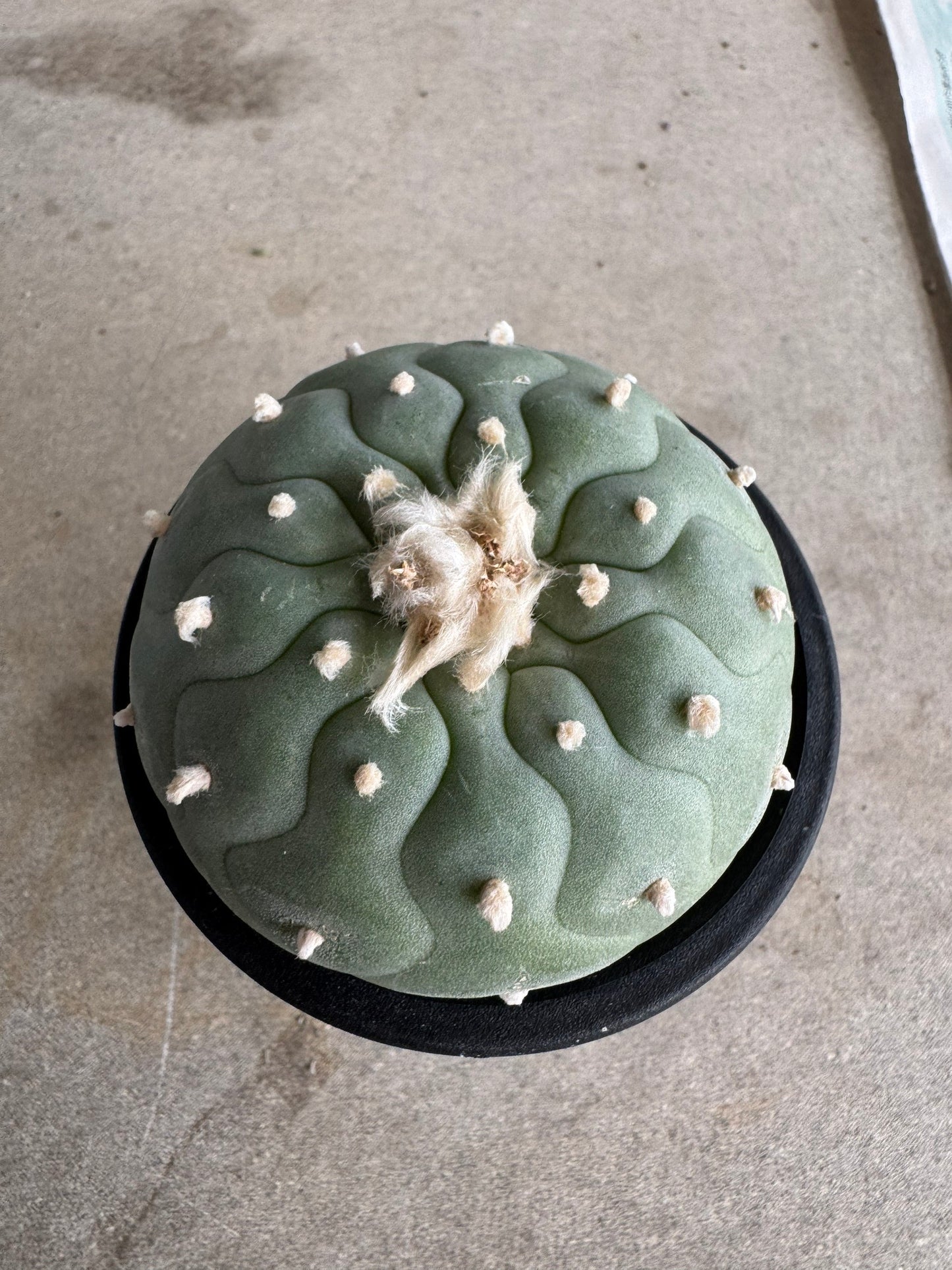 Lophophora fricii 'Multi-Ribs Clone' (Rooted Offshoot) – Premium Form