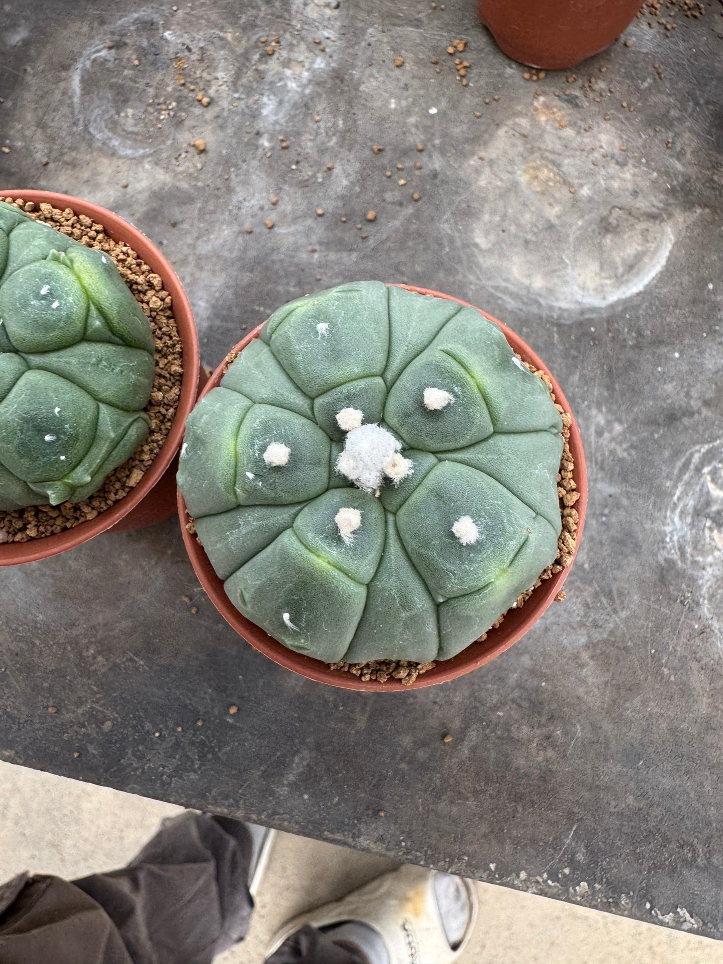 Astrophytum asterias 'Kikko' 5-Ribbed Form – Premium Set of 2