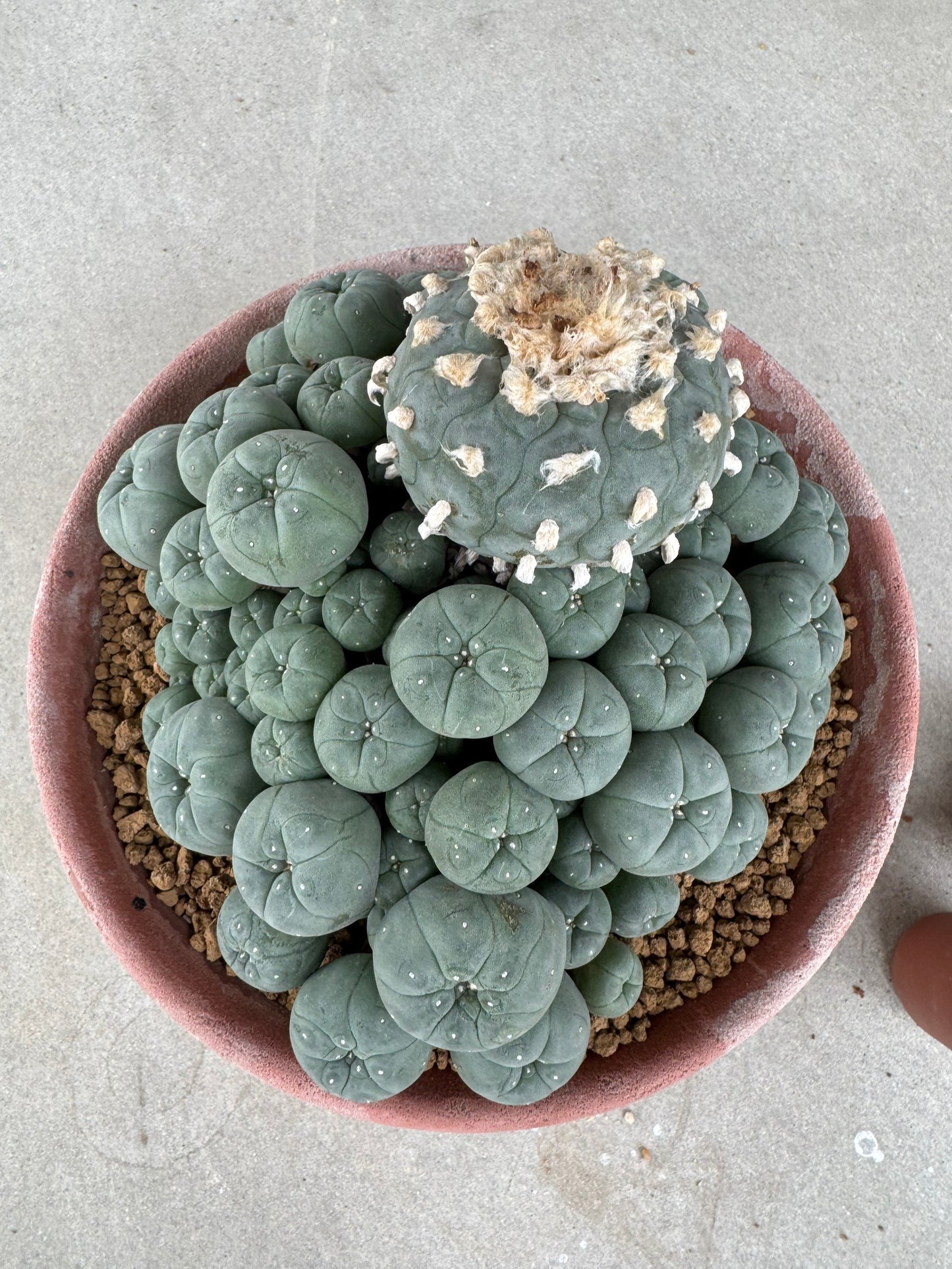Lophophora williamsii variegated– Peyote Cactus (Seed Grown, 3-3.5 cm, Own Root) 30 years old