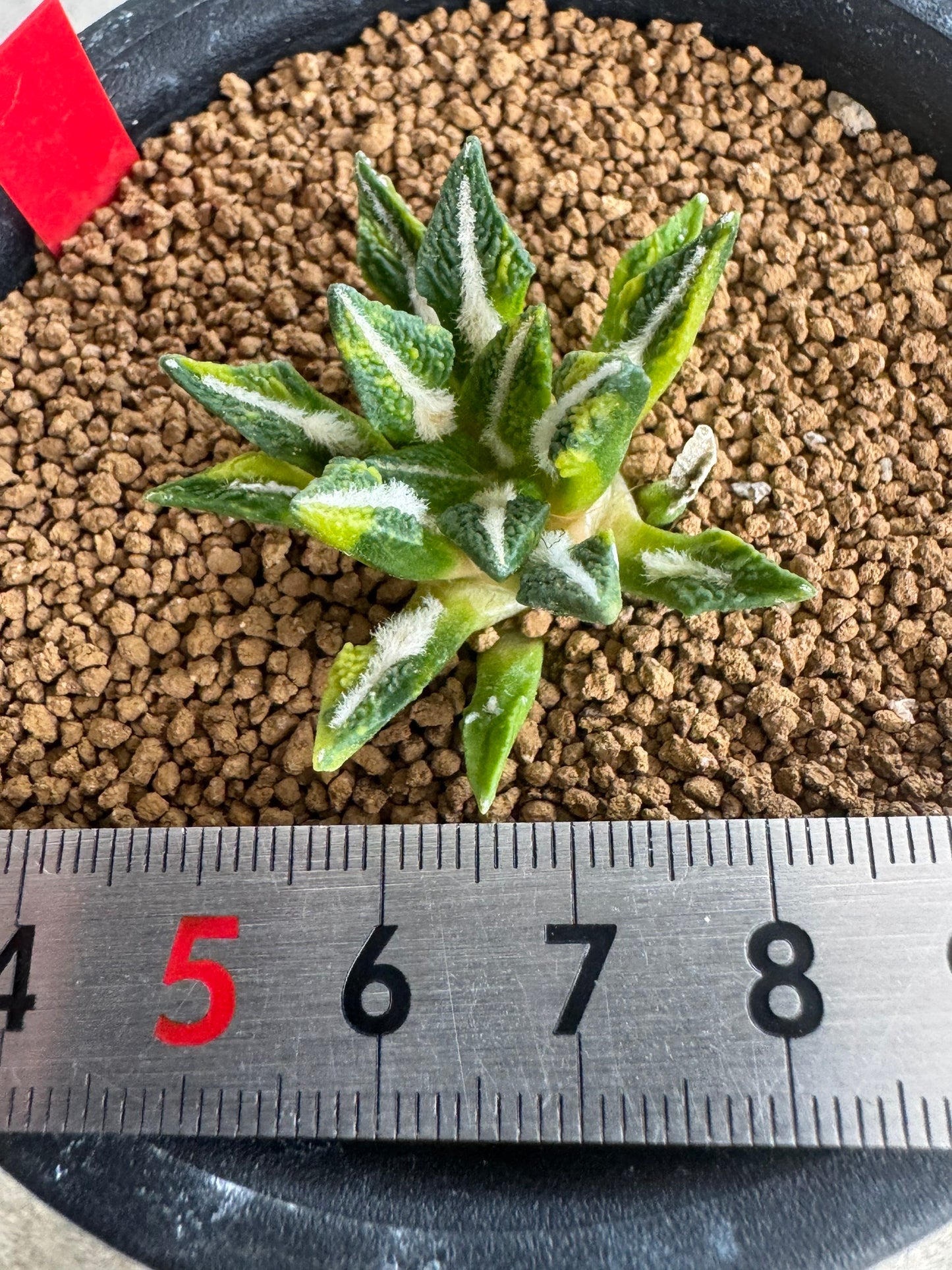 Ariocarpus kotschoubeyanus Variegated | Exquisite Star-Shaped Living Rock