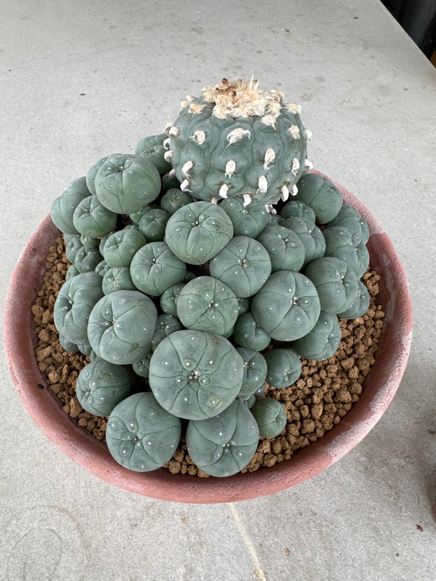 Lophophora williamsii variegated– Peyote Cactus (Seed Grown, 3-3.5 cm, Own Root) 30 years old