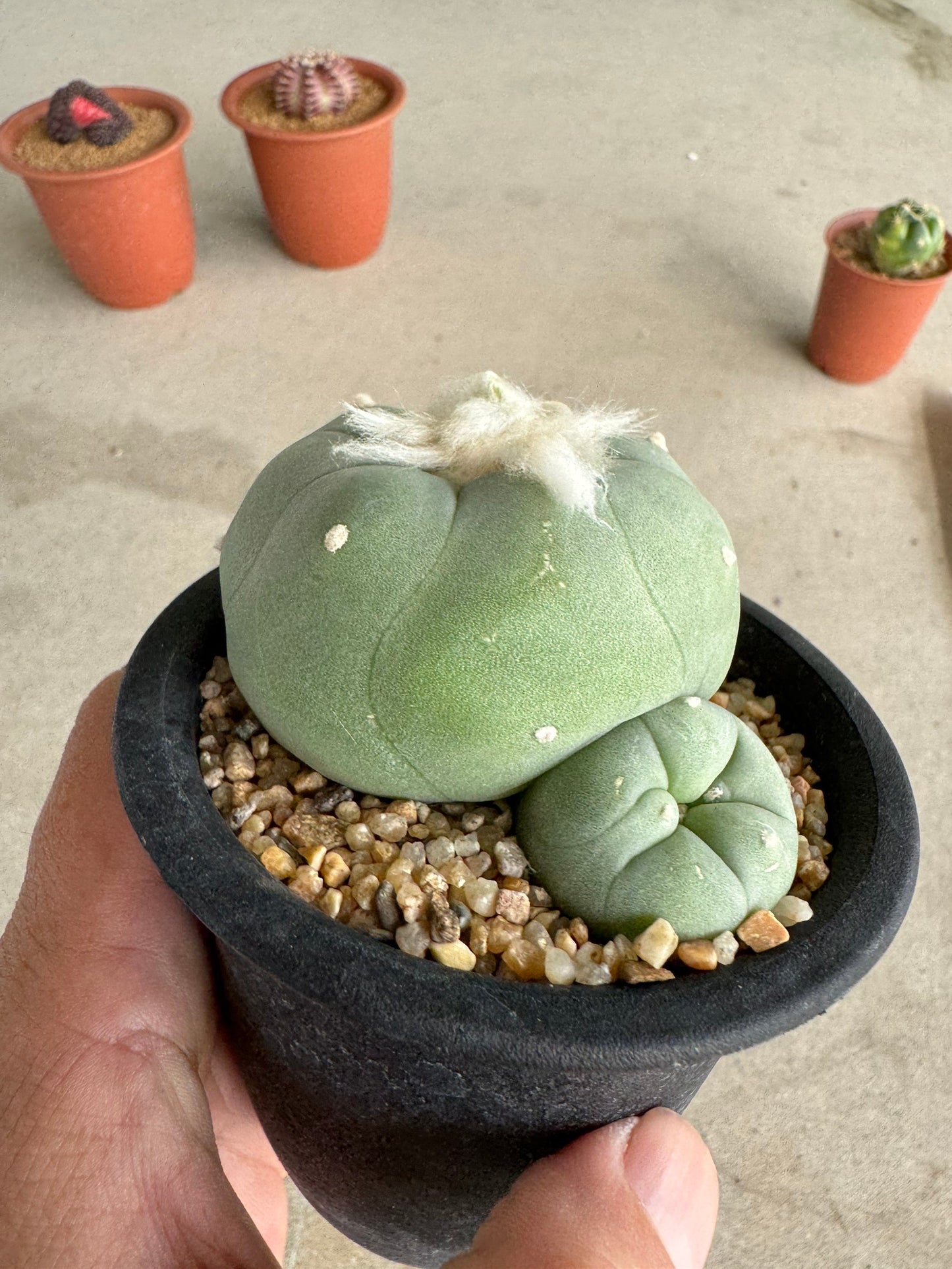 Rare Seed-Grown Lophophora diffusa | Premium Established Seedling (Own Roots)