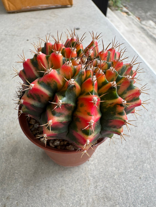 Gymnocalycium mihanovichii 'Christmas Light' Variegated (Rooted Offshoot)