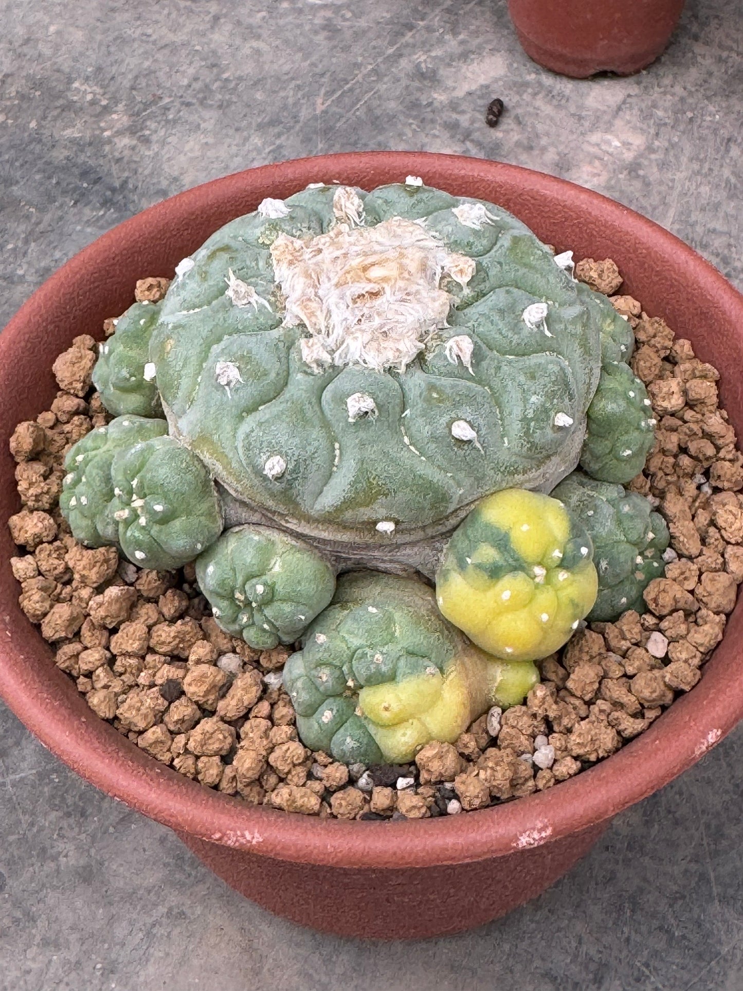 Lophophora fricii variegate – Peyote Cactus (Seed Grown, 2-3 cm, Own Root) 15 years old