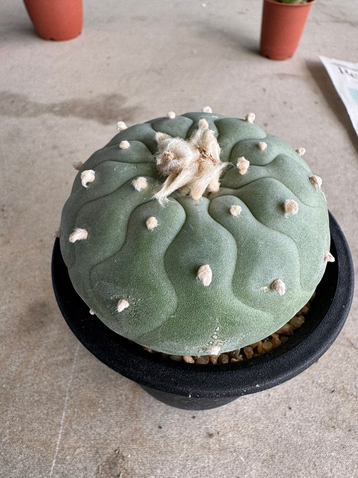 Lophophora fricii 'Multi-Ribs Clone' (Rooted Offshoot) – Premium Form