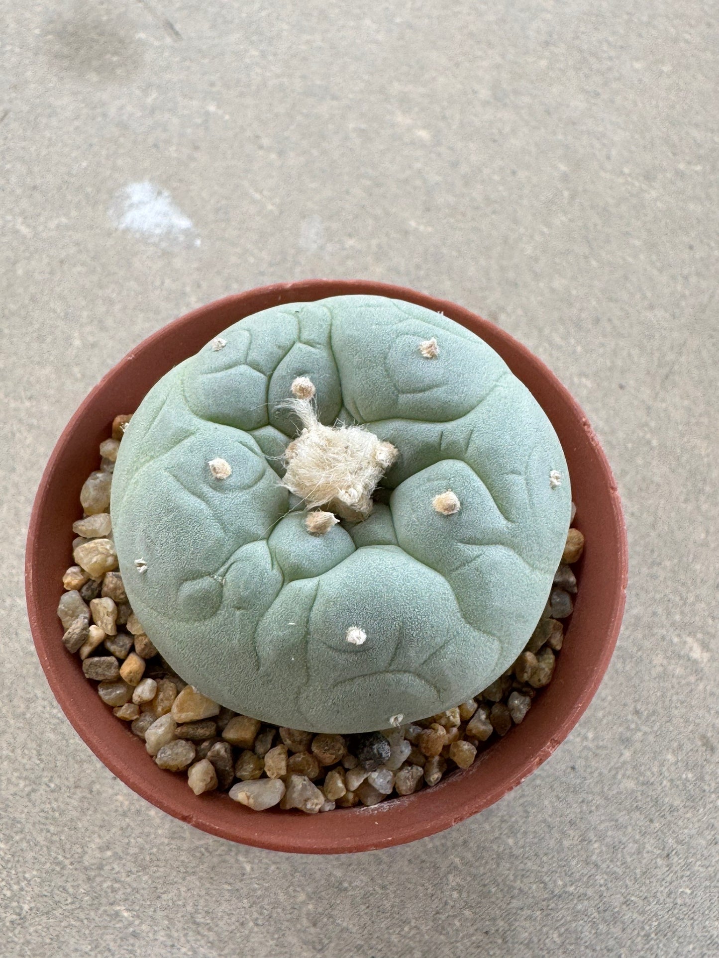 Lophophora fricii seedling