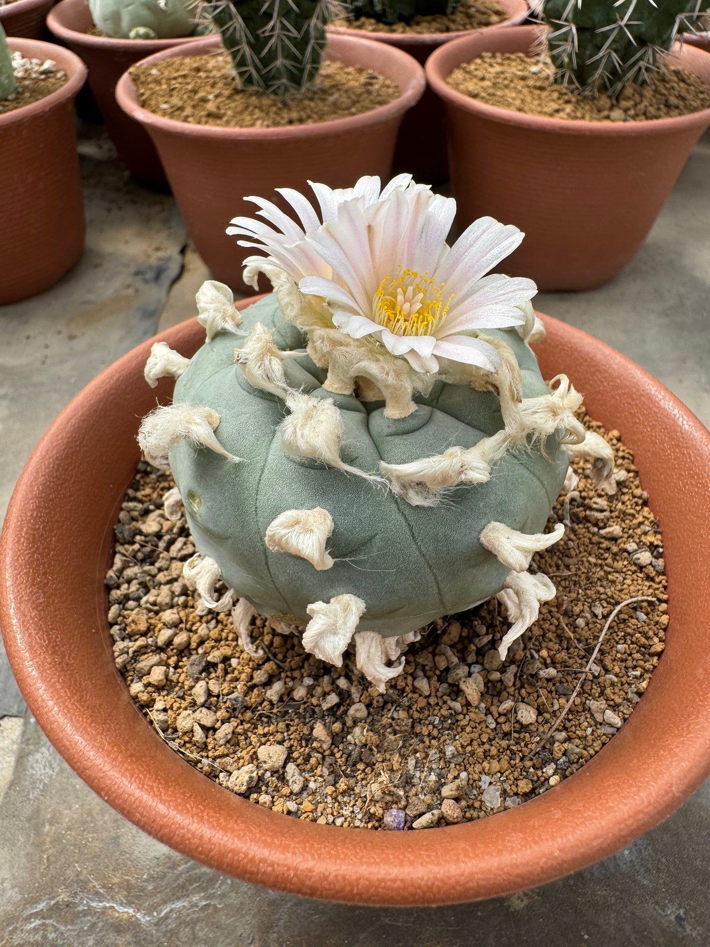 Rare Seed-Grown Lophophora williamsii | Premium Established Seedling (Own Roots)