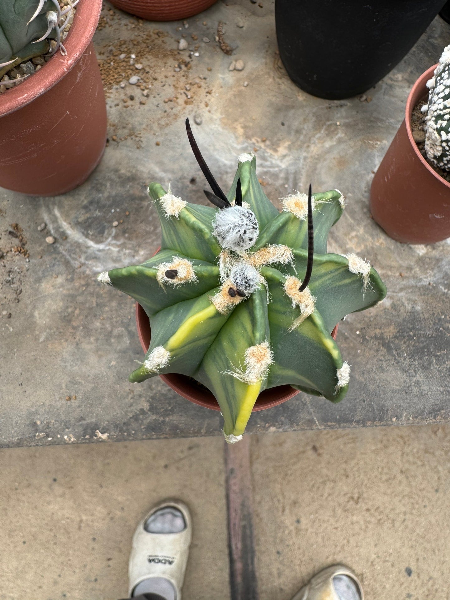 Astrophytum capricorne v. crassispinum | Premium Seed-Grown Nudum Goat's Horn Cactus