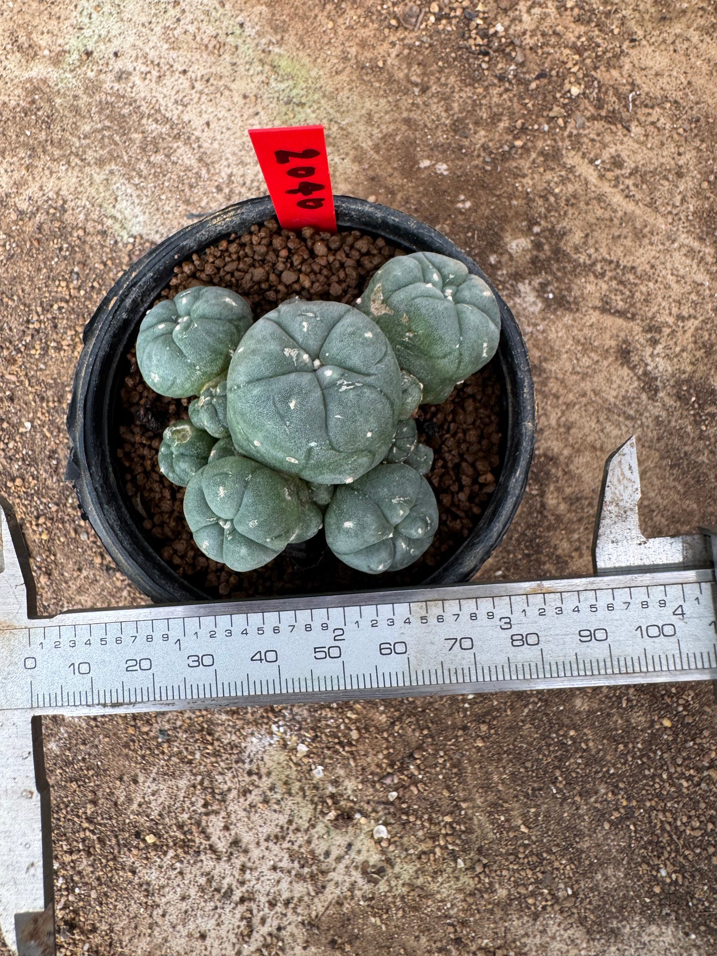 Lophophora williamsii – Peyote Cactus (4-6 cm, Own Root)