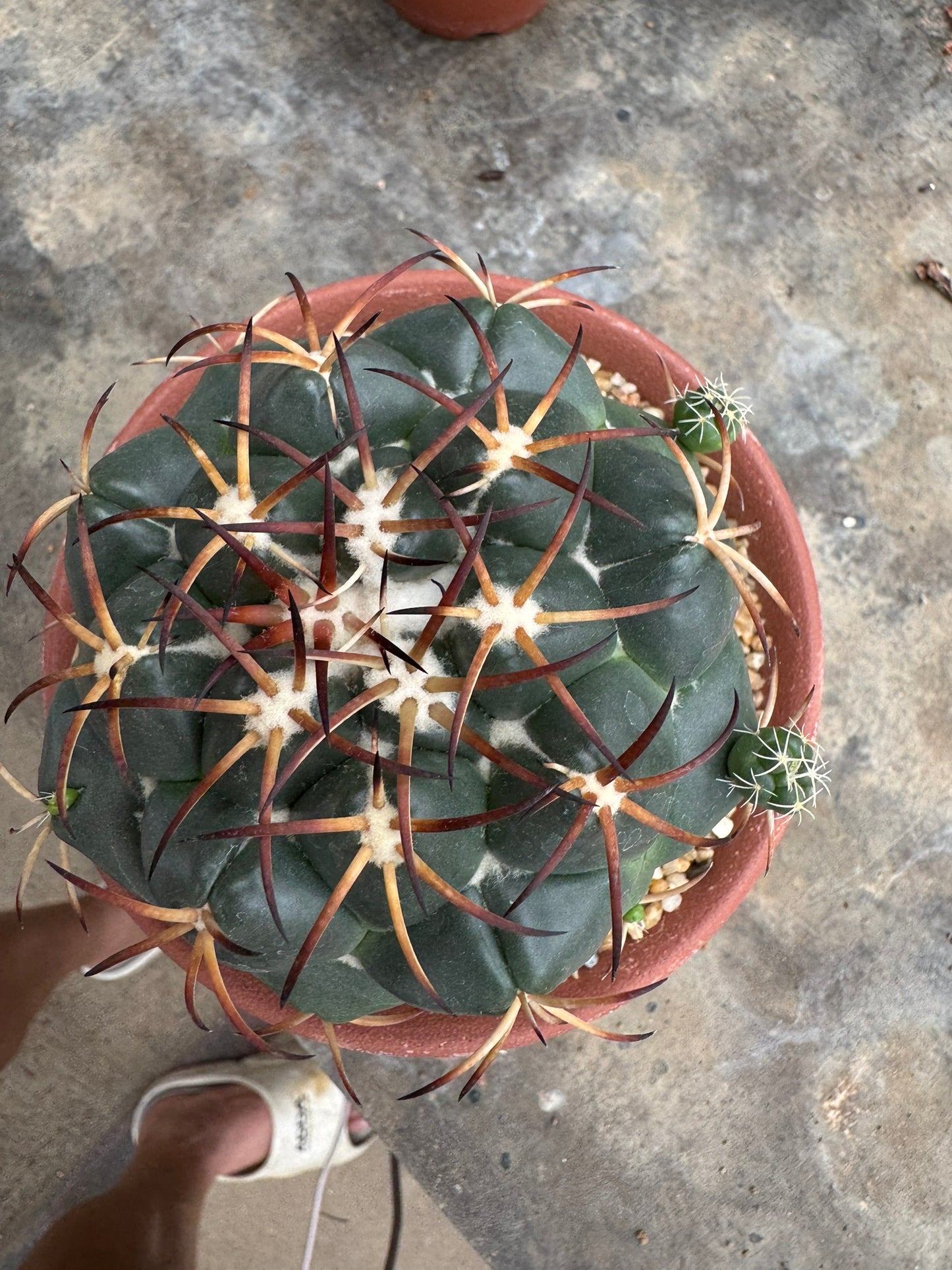 Rare Coryphantha elephantidens | Black Spine Variant Cactus (Rooted Cutting)